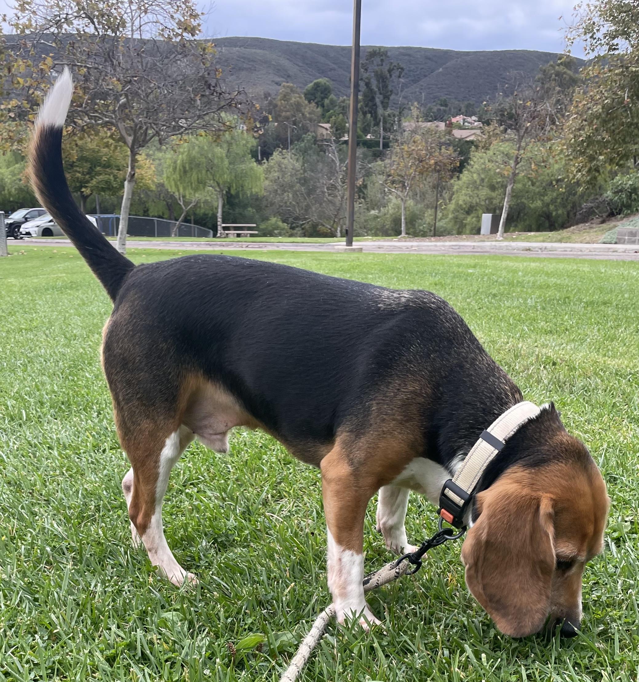 Oreo, a Adoptable Beagle in San Ysidro, CA image 6/6