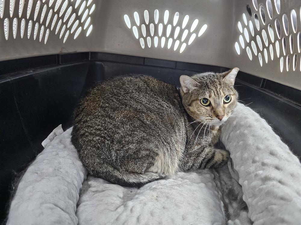 Kiwi, Adoptable, Adult Female Domestic Short Hair.
