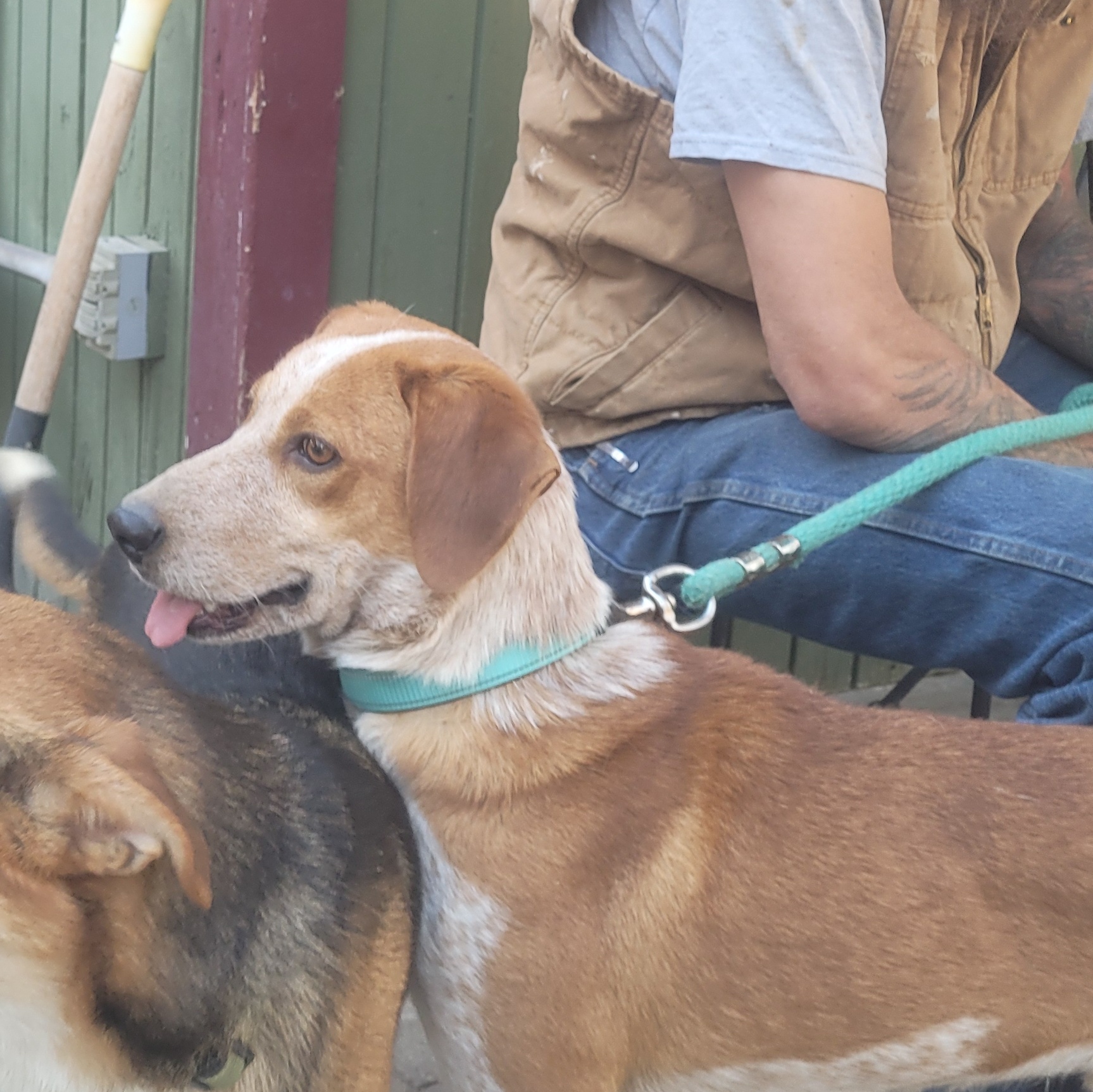 Enlarge Maverick, a Adoptable mixed breed in California Hot Springs, CA image 1/1