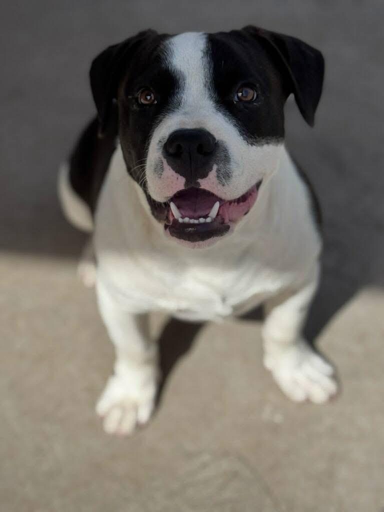 Enlarge Renegade, a ADOPTABLE mixed breed in Mingus, TX image 1/3