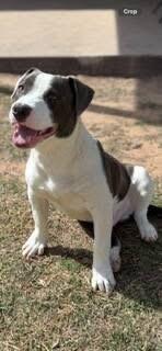 Enlarge Renegade, a ADOPTABLE mixed breed in Mingus, TX image 2/3