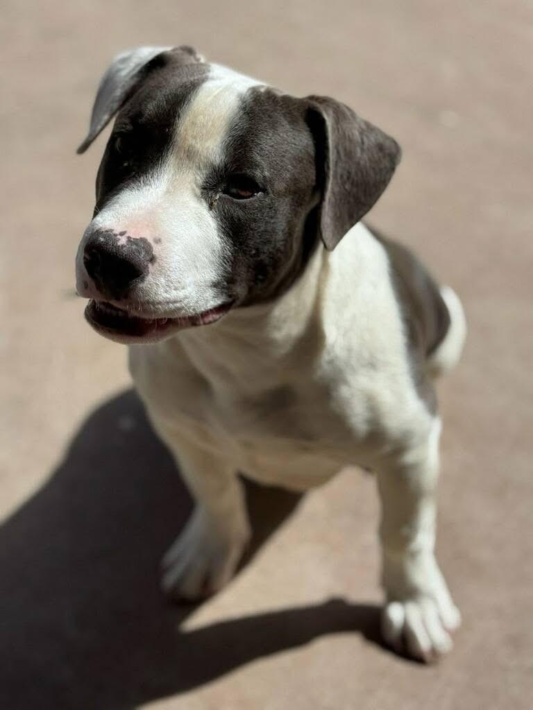 Enlarge Renegade, a ADOPTABLE mixed breed in Mingus, TX image 3/3