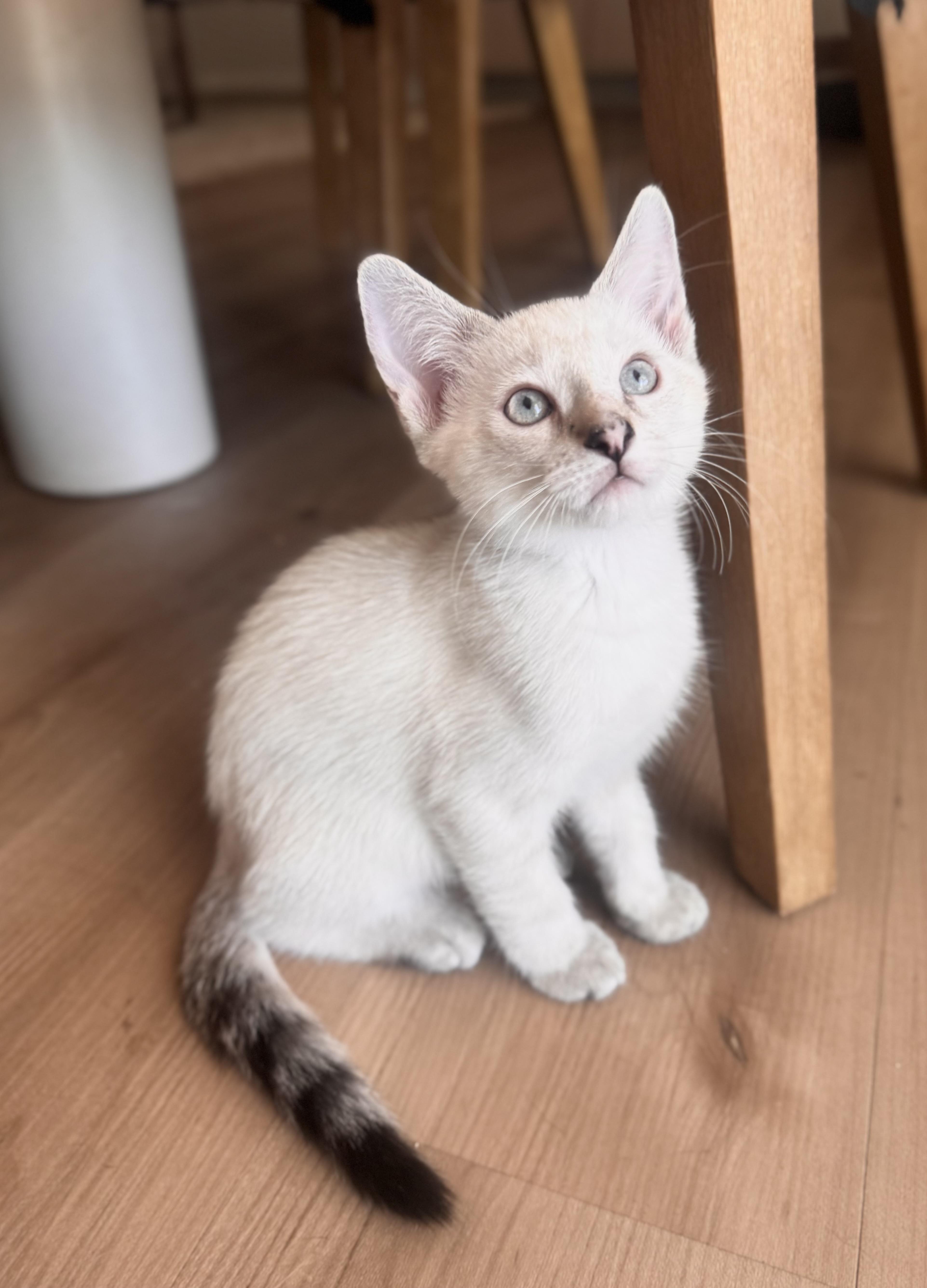 Emmi, Adopted, Kitten Female Siamese.