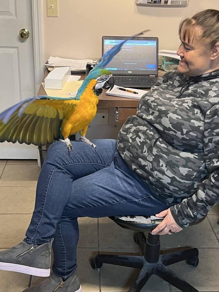 Enlarge Petey, a Adoptable Macaw in West Mifflin, PA image 1/1