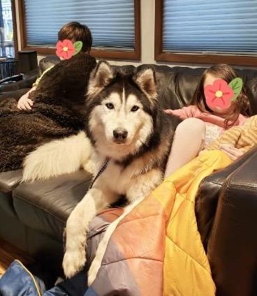 Enlarge CUDDLY QUINCY, a Adopted mixed breed in Bellingham, WA image 2/6