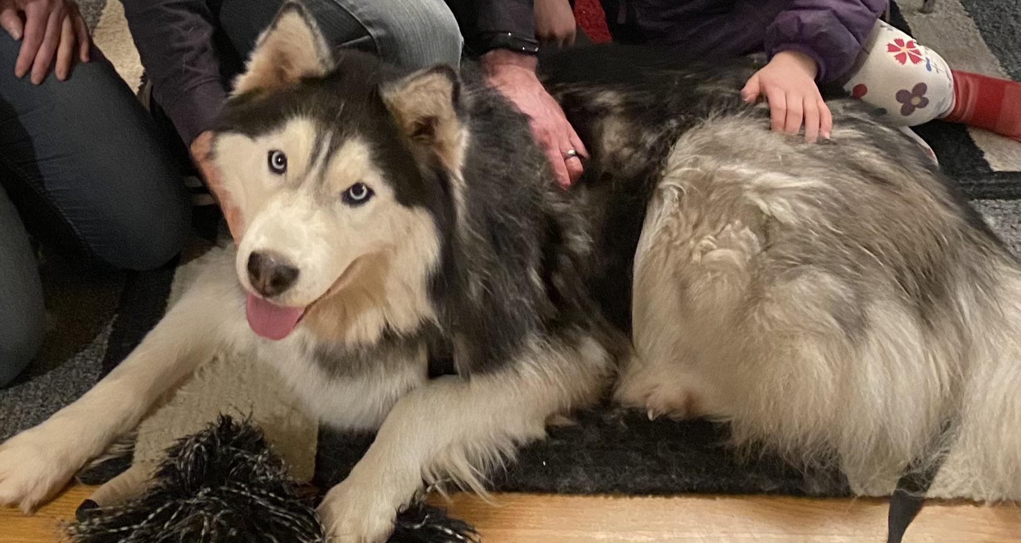 Enlarge CUDDLY QUINCY, a Adopted mixed breed in Bellingham, WA image 6/6