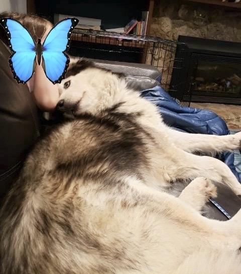 Enlarge CUDDLY QUINCY, a Adopted mixed breed in Bellingham, WA image 4/6