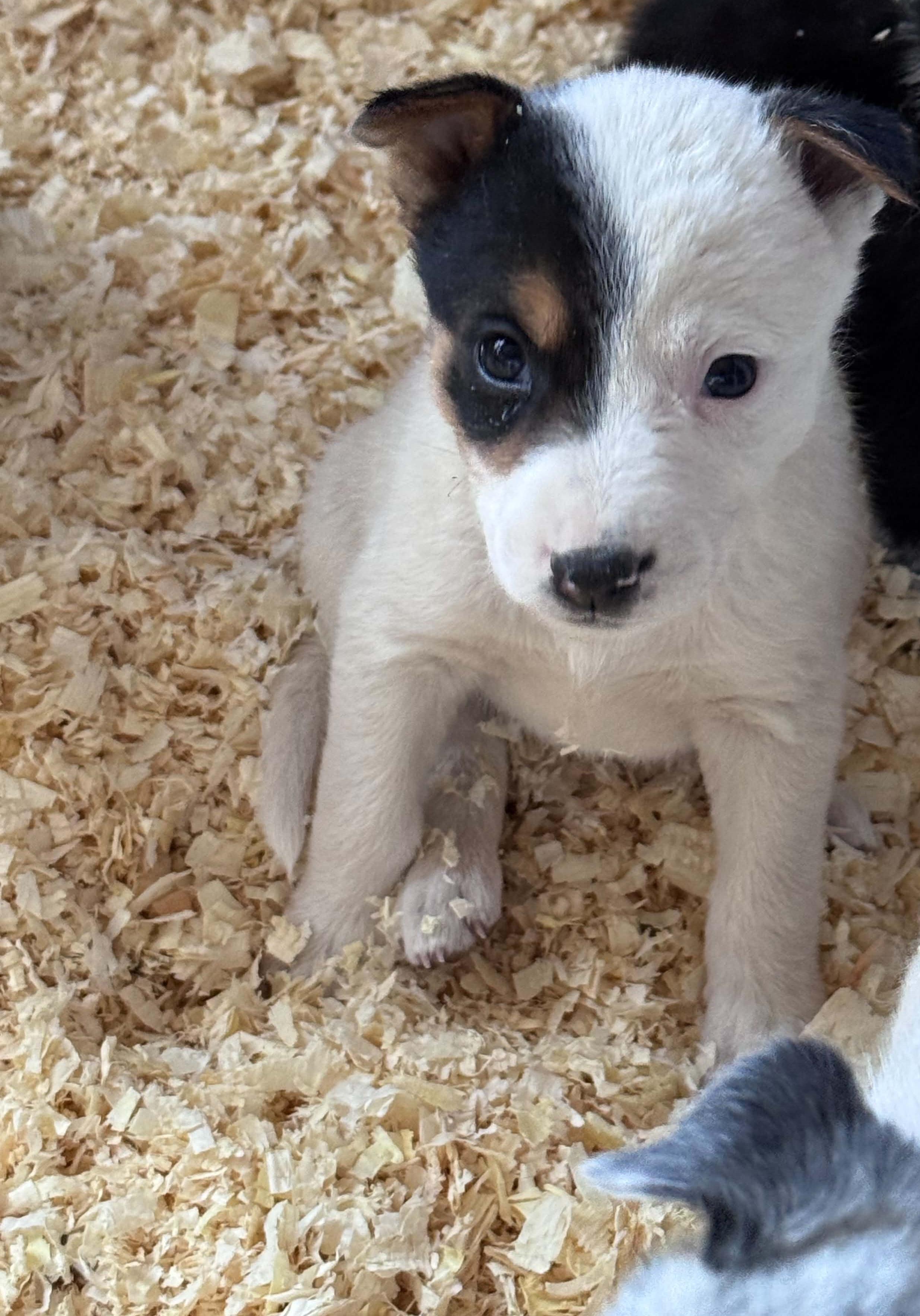 Heeler mix puppies, a ADOPTABLE mixed breed in Bend, OR image 3/4