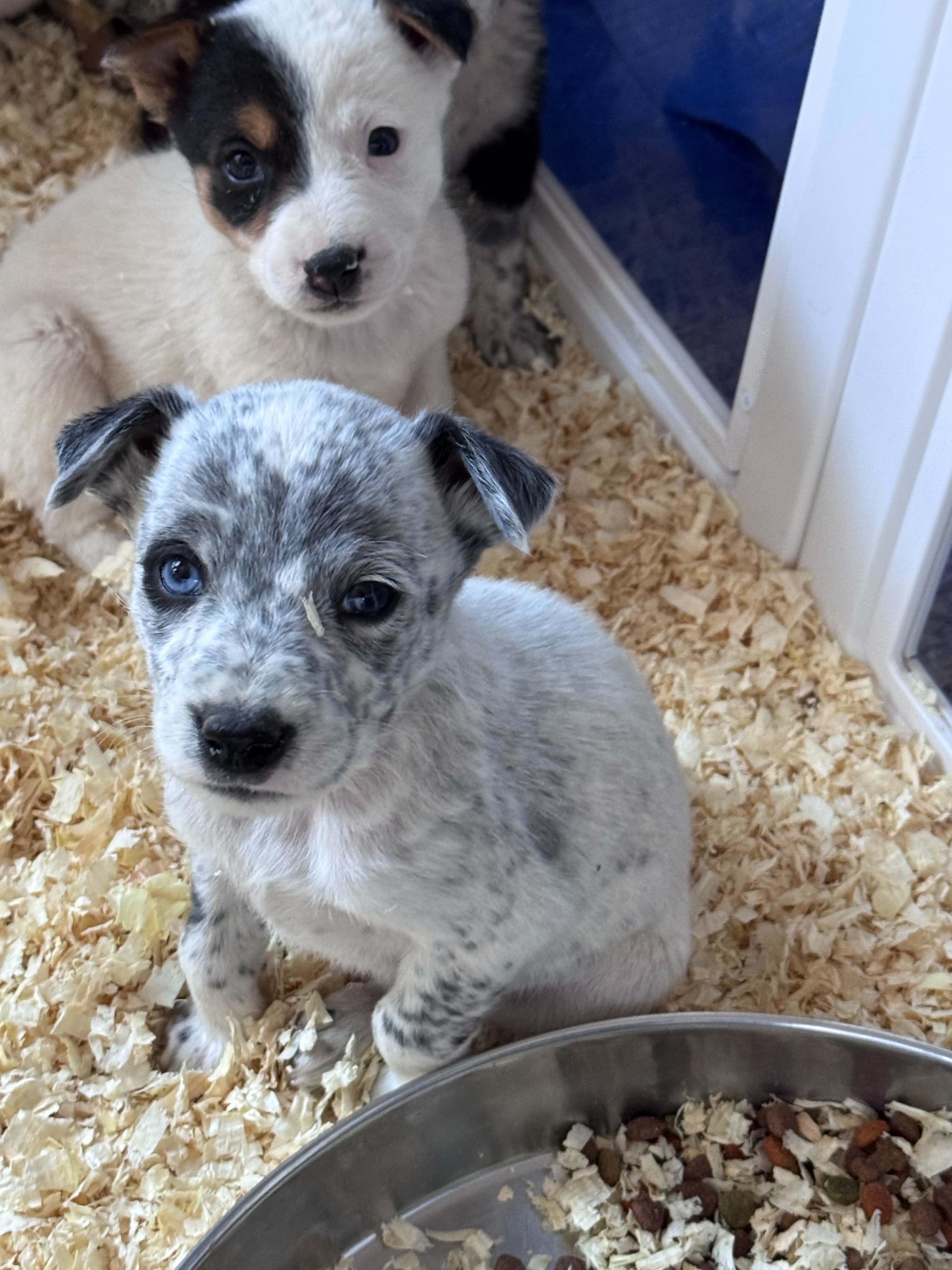 Heeler mix puppies, a ADOPTABLE mixed breed in Bend, OR image 2/4