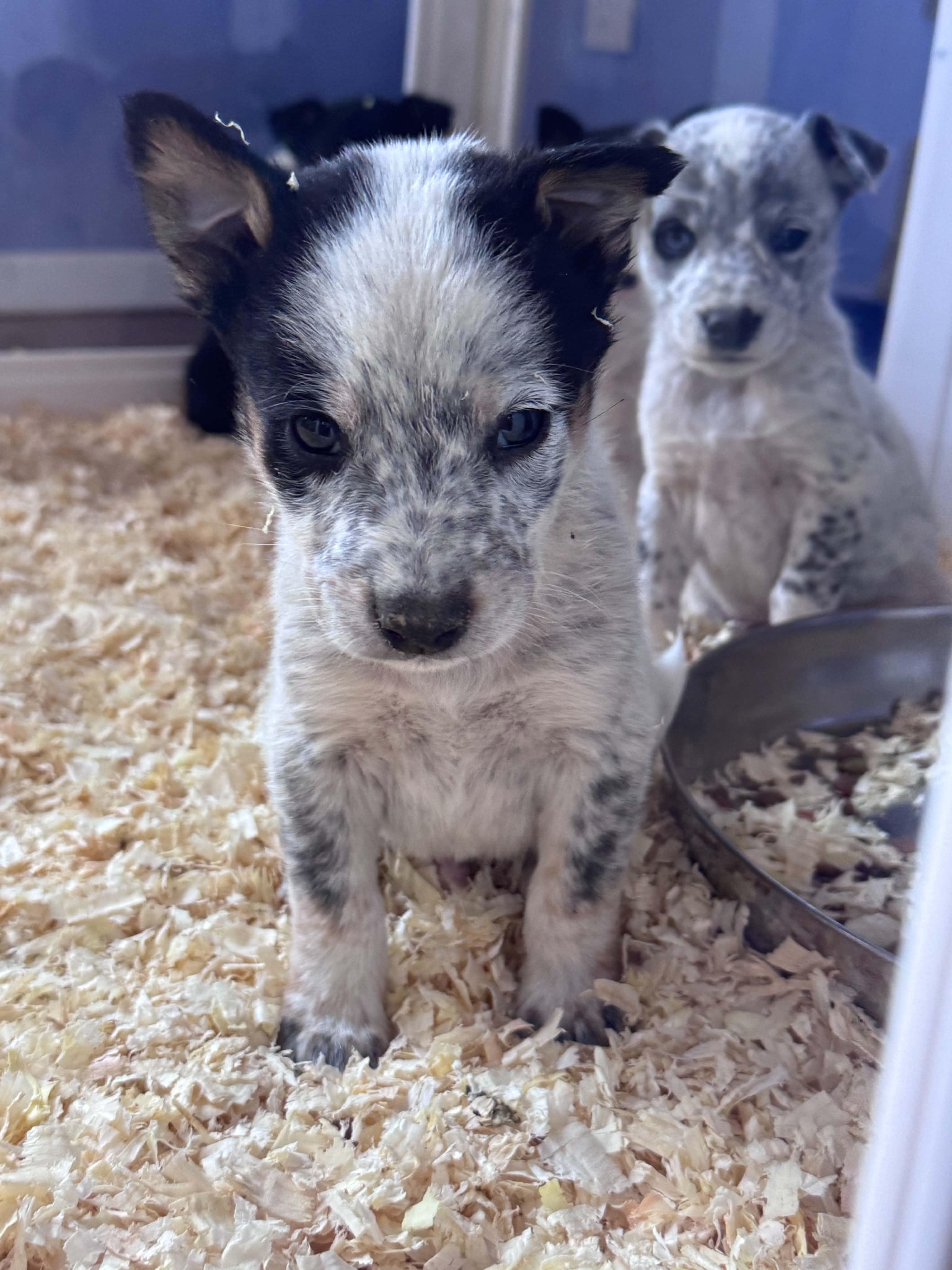 Heeler mix puppies, a ADOPTABLE mixed breed in Bend, OR image 1/4