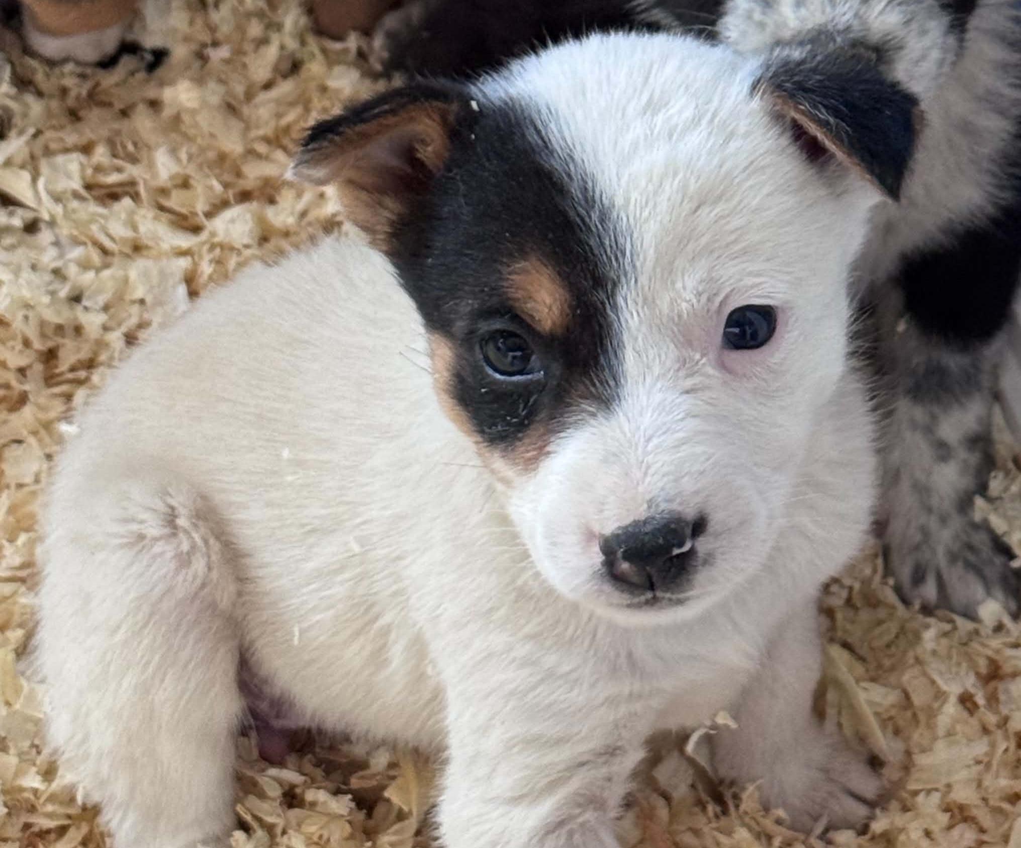 Heeler mix puppies, a ADOPTABLE mixed breed in Bend, OR image 4/4