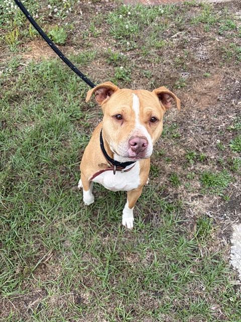 Enlarge SADIE, a Adoptable Pit Bull Terrier in Chester, SC image 1/1