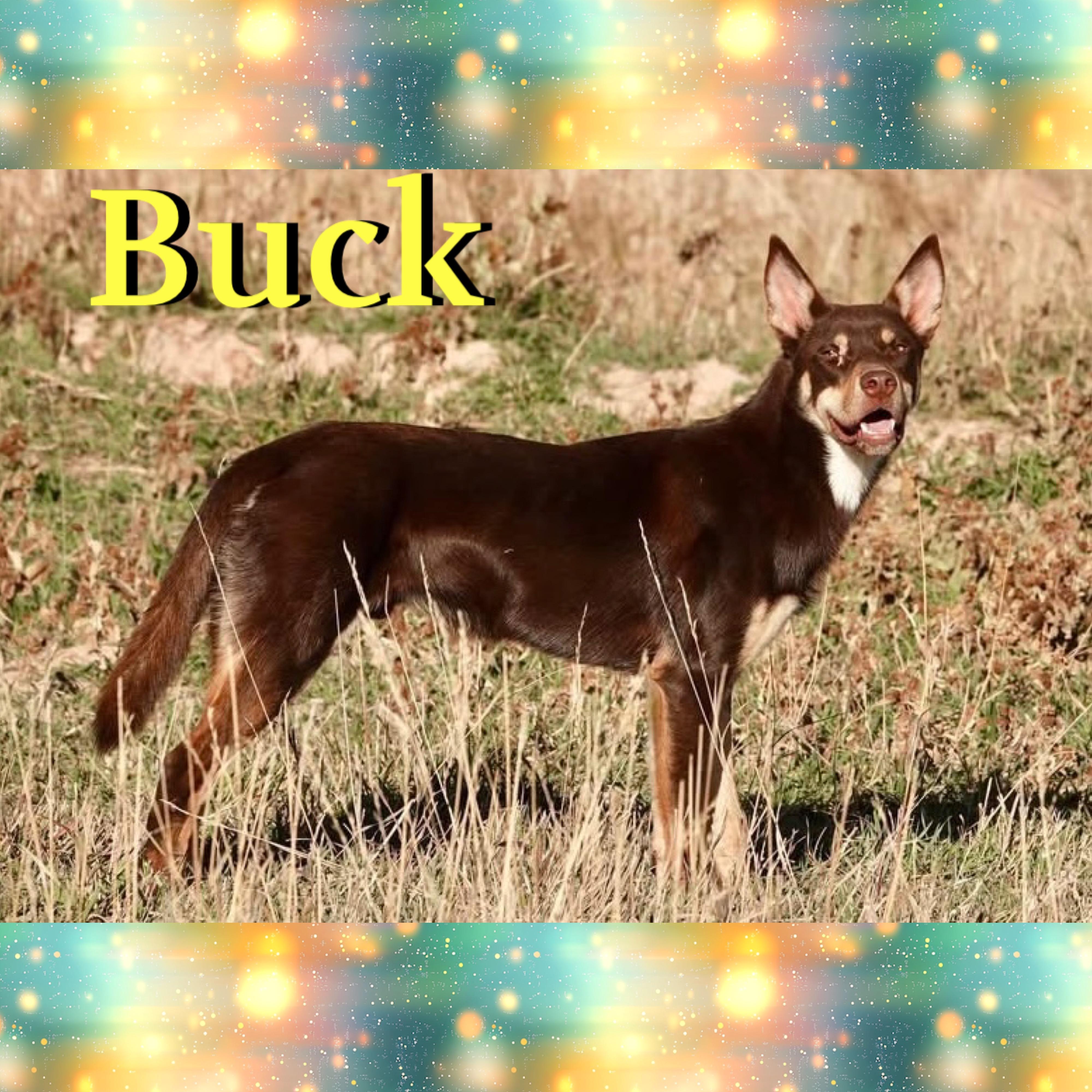 Buck