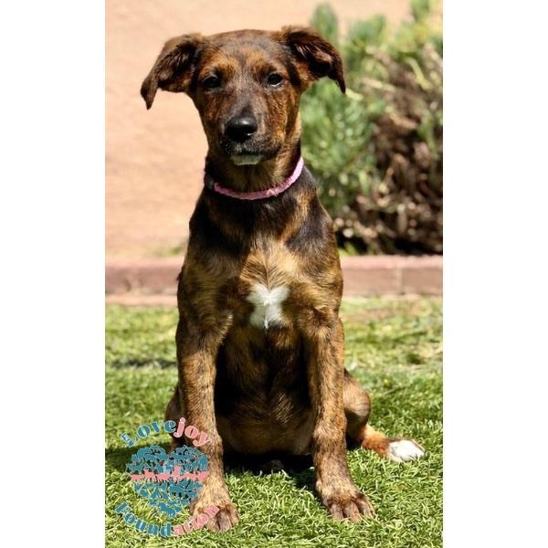 Molly, adopted, Puppy Female Hound & Mountain Cur.