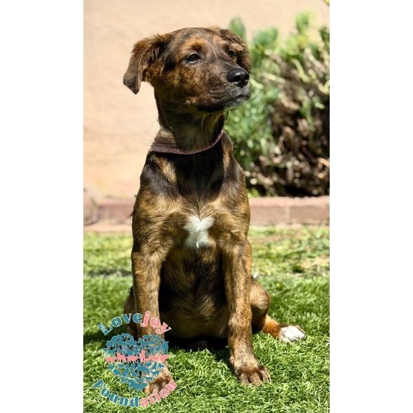 Enlarge Molly, an adopted mixed breed in Inglewood, CA image 2/2