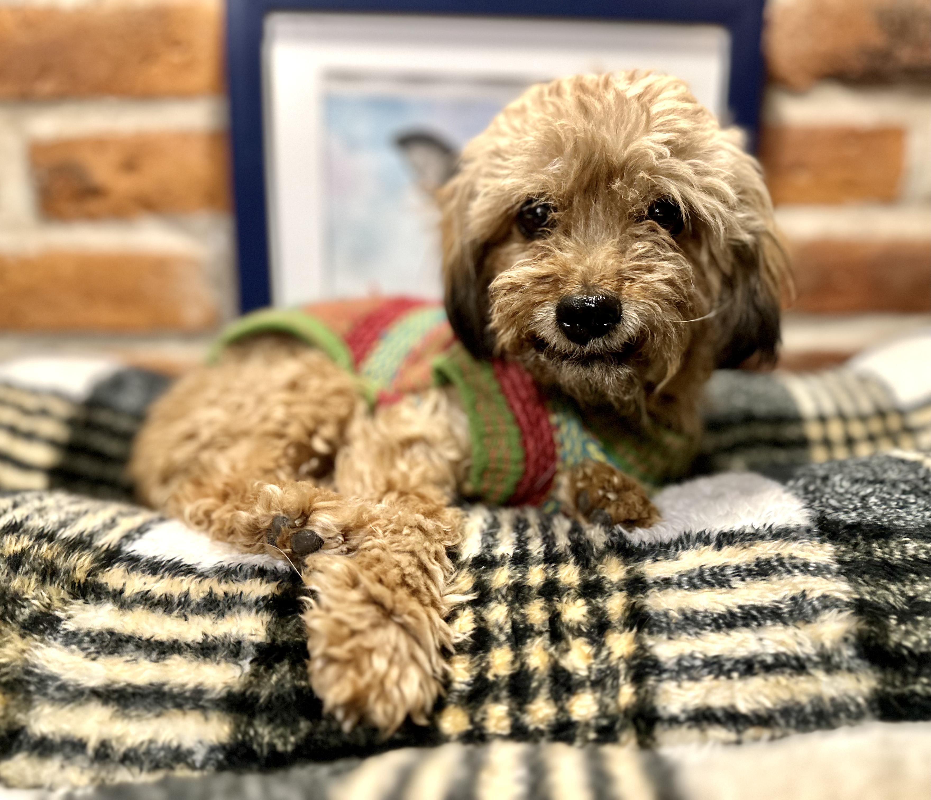 Wyndy, an adopted mixed breed in Encino, CA image 2/6