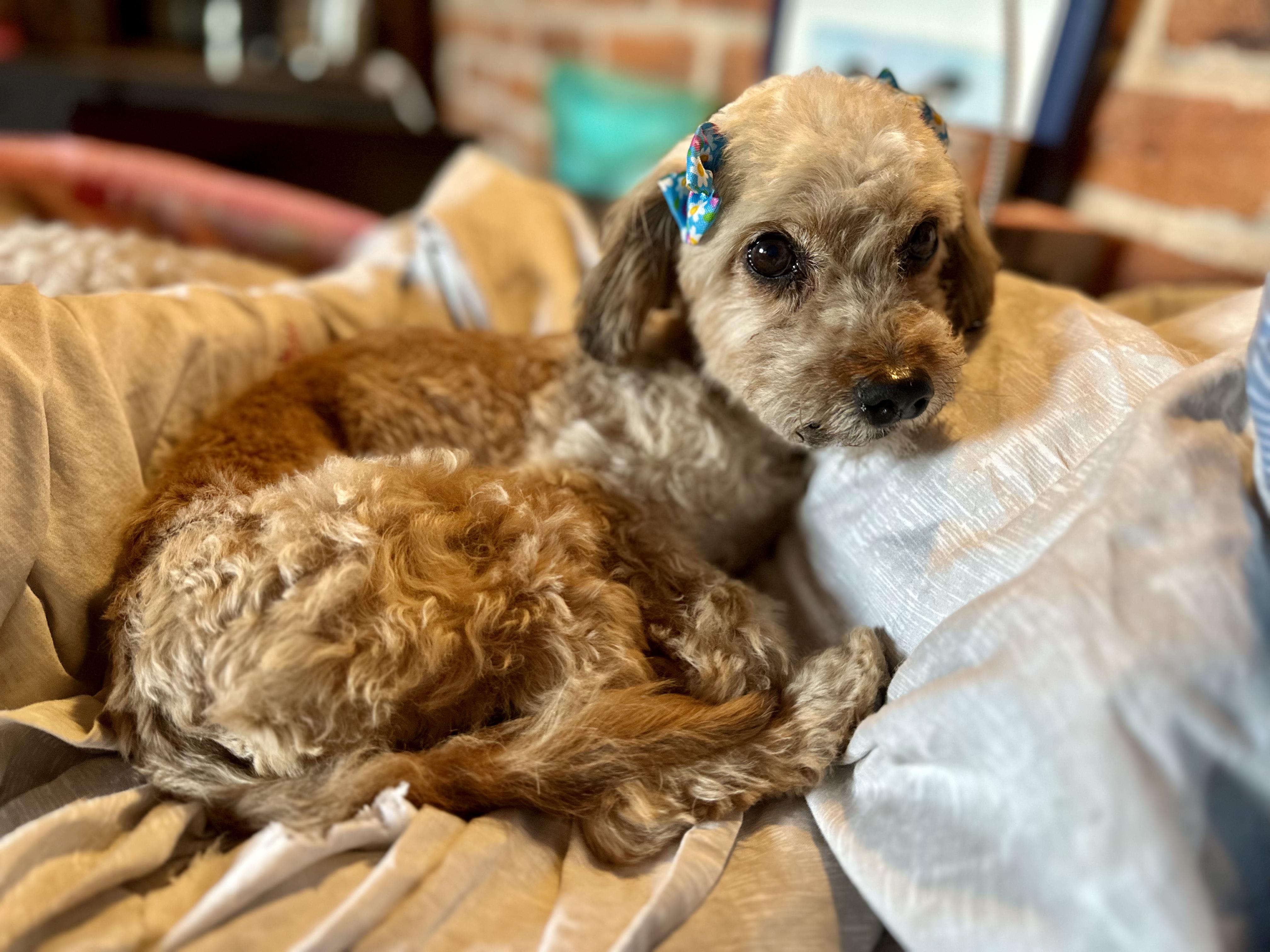 Wyndy, adopted, Adult Female Miniature Poodle.