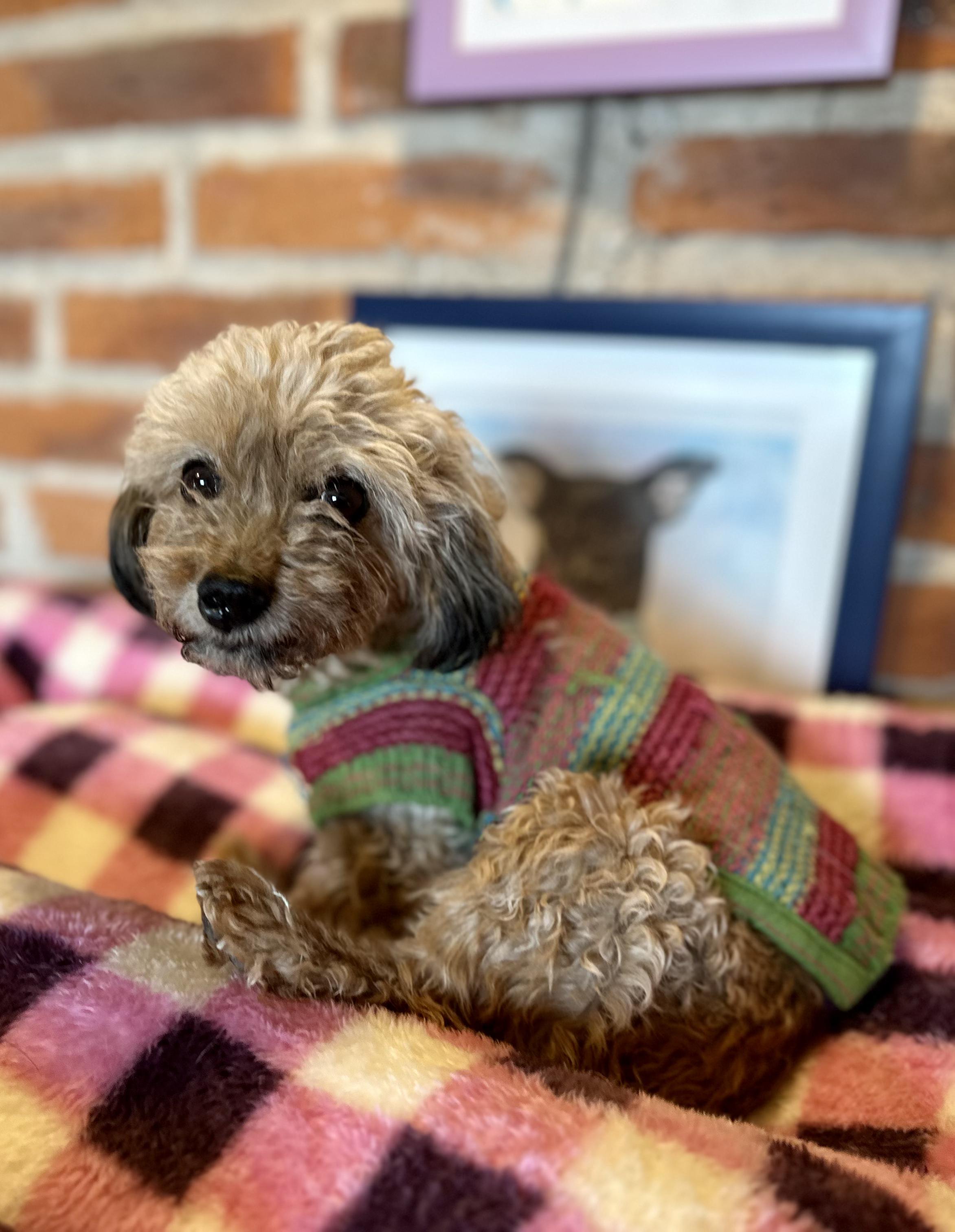 Wyndy, an adopted mixed breed in Encino, CA image 6/6