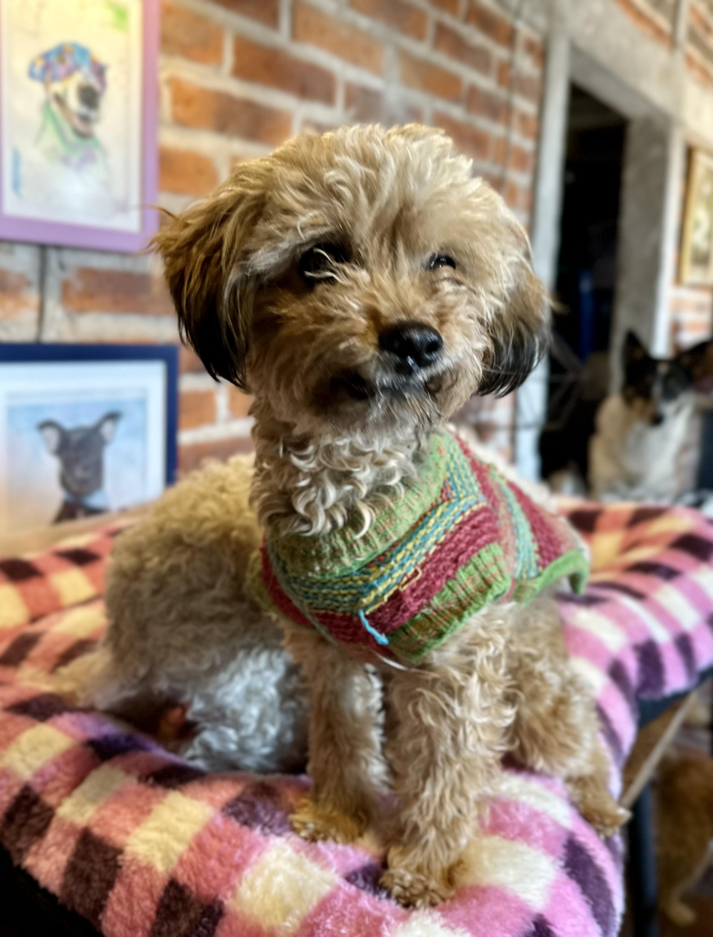 Wyndy, an adopted mixed breed in Encino, CA image 5/6