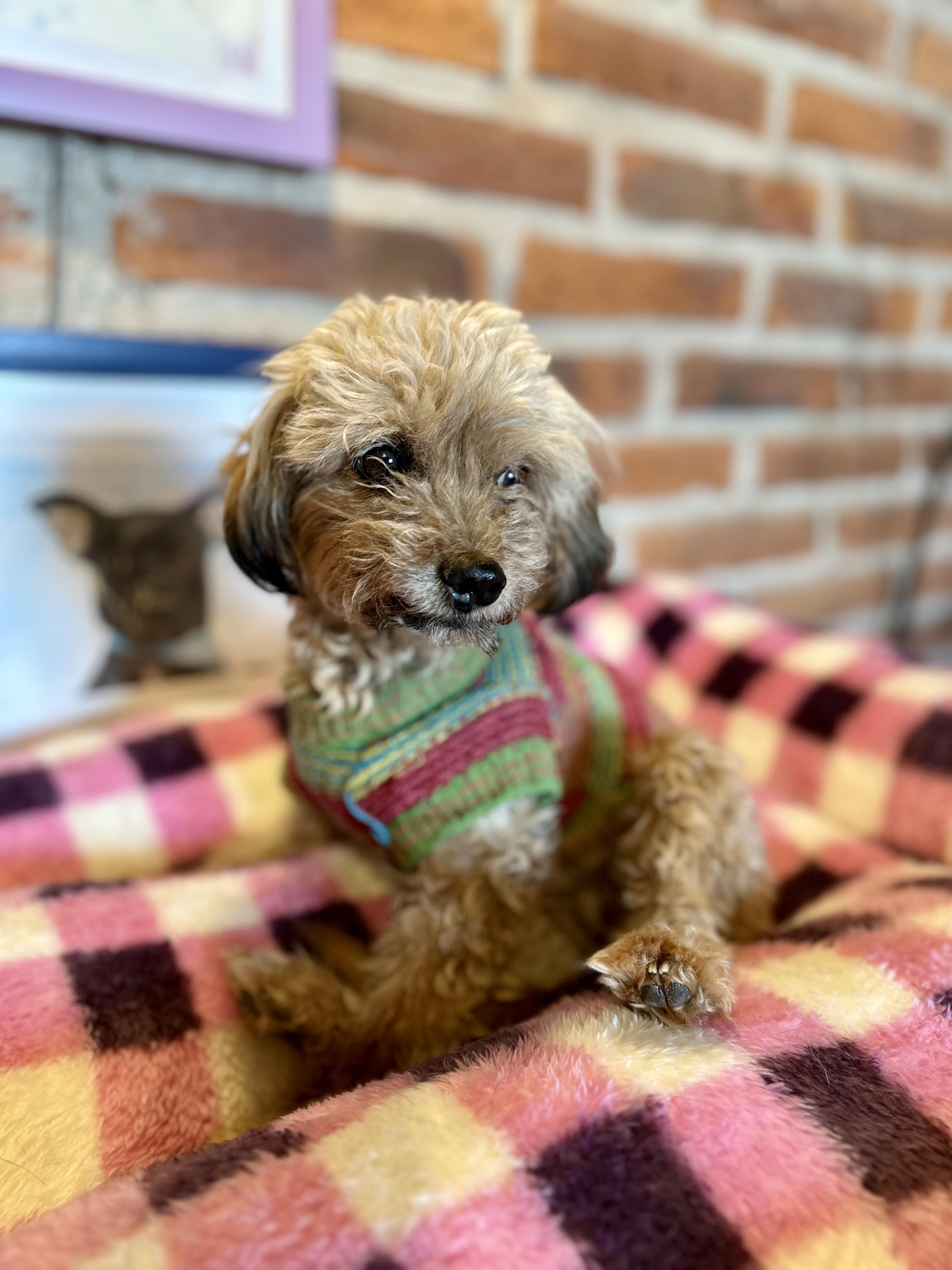 Wyndy, an adopted mixed breed in Encino, CA image 4/6