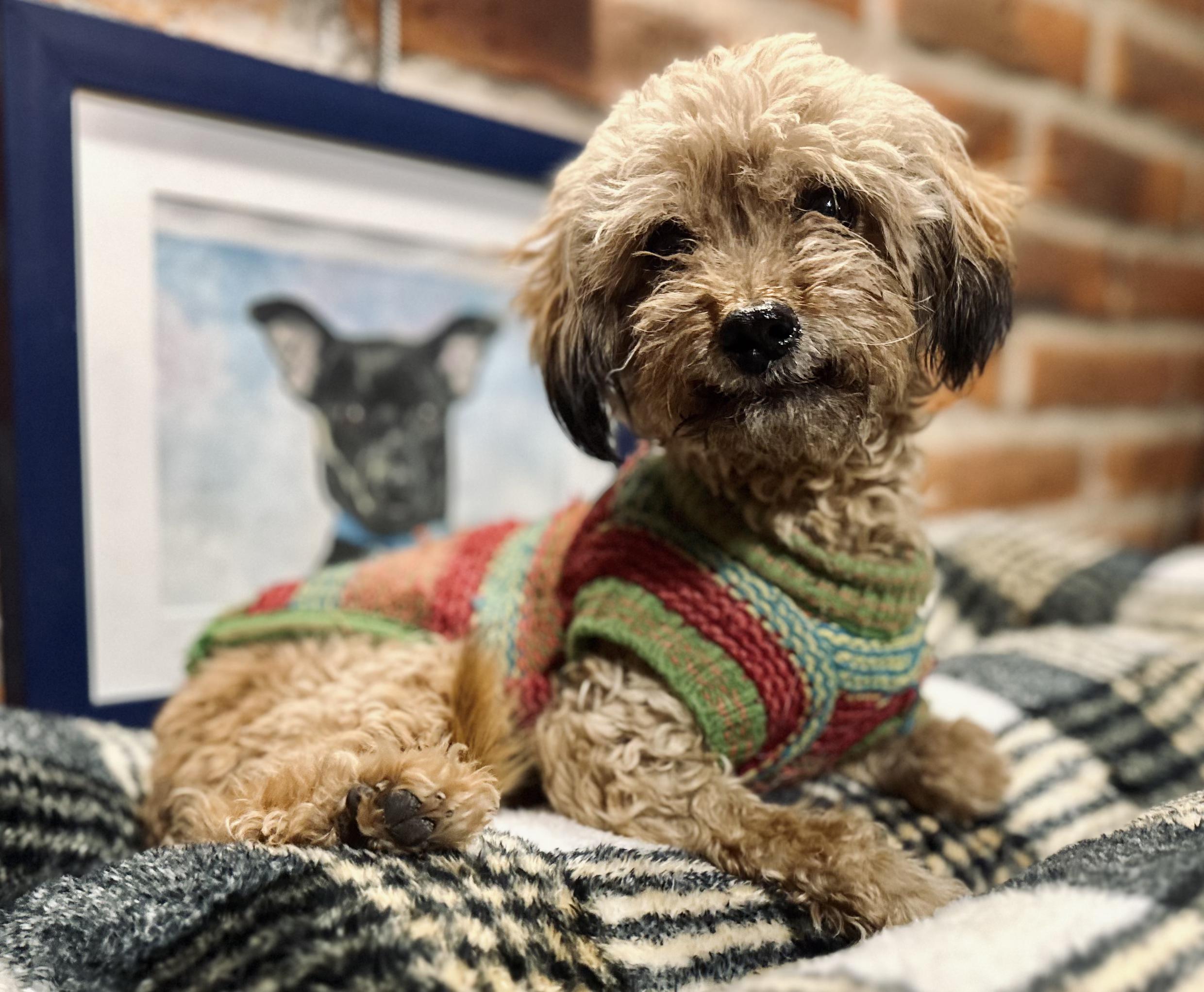 Wyndy, an adopted mixed breed in Encino, CA image 3/6