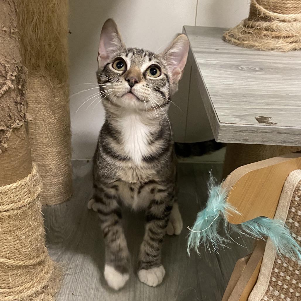 Sandal, Adoptable, Kitten Male Domestic Short Hair.