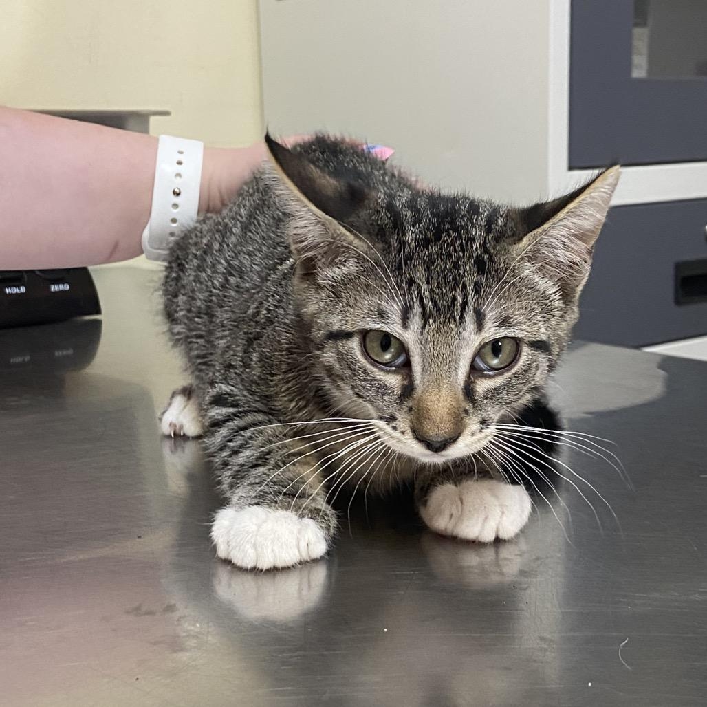 Sandal, a Adoptable Domestic Short Hair in Monroe, LA image 2/2