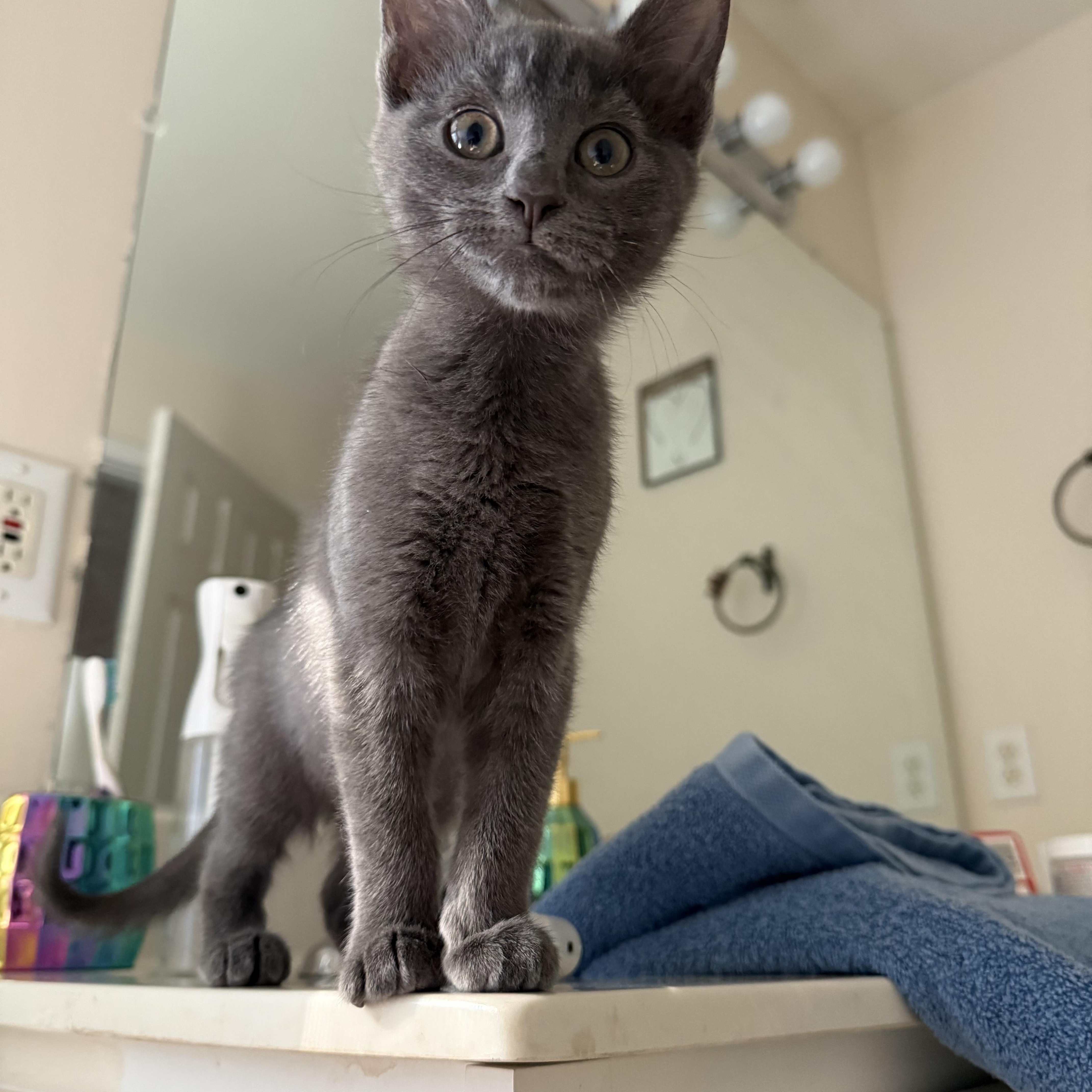 Enlarge Angel Baby Face, a ADOPTABLE mixed breed in Seneca, SC image 1/4