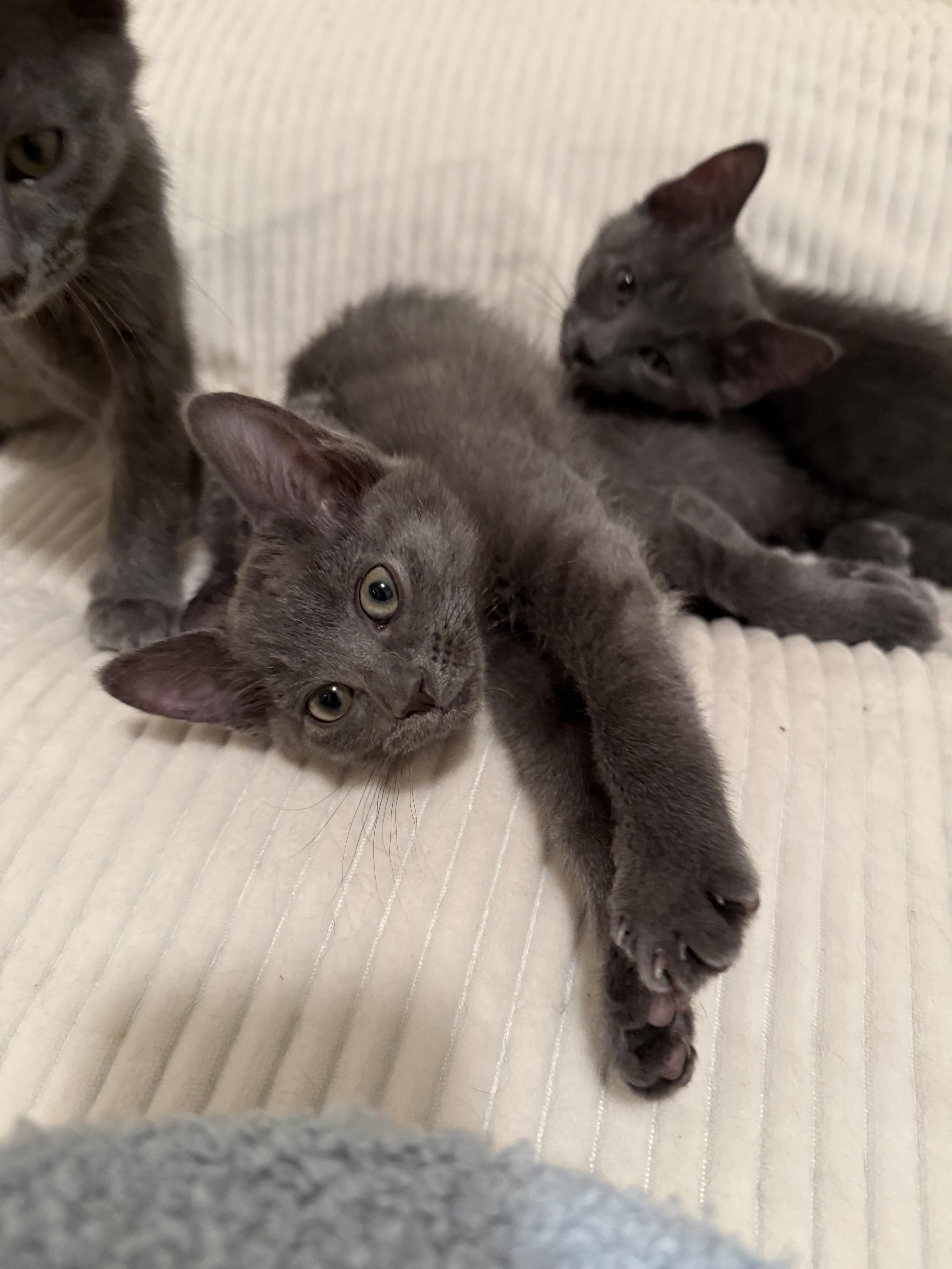 Enlarge Angel Baby Face, a ADOPTABLE mixed breed in Seneca, SC image 2/4