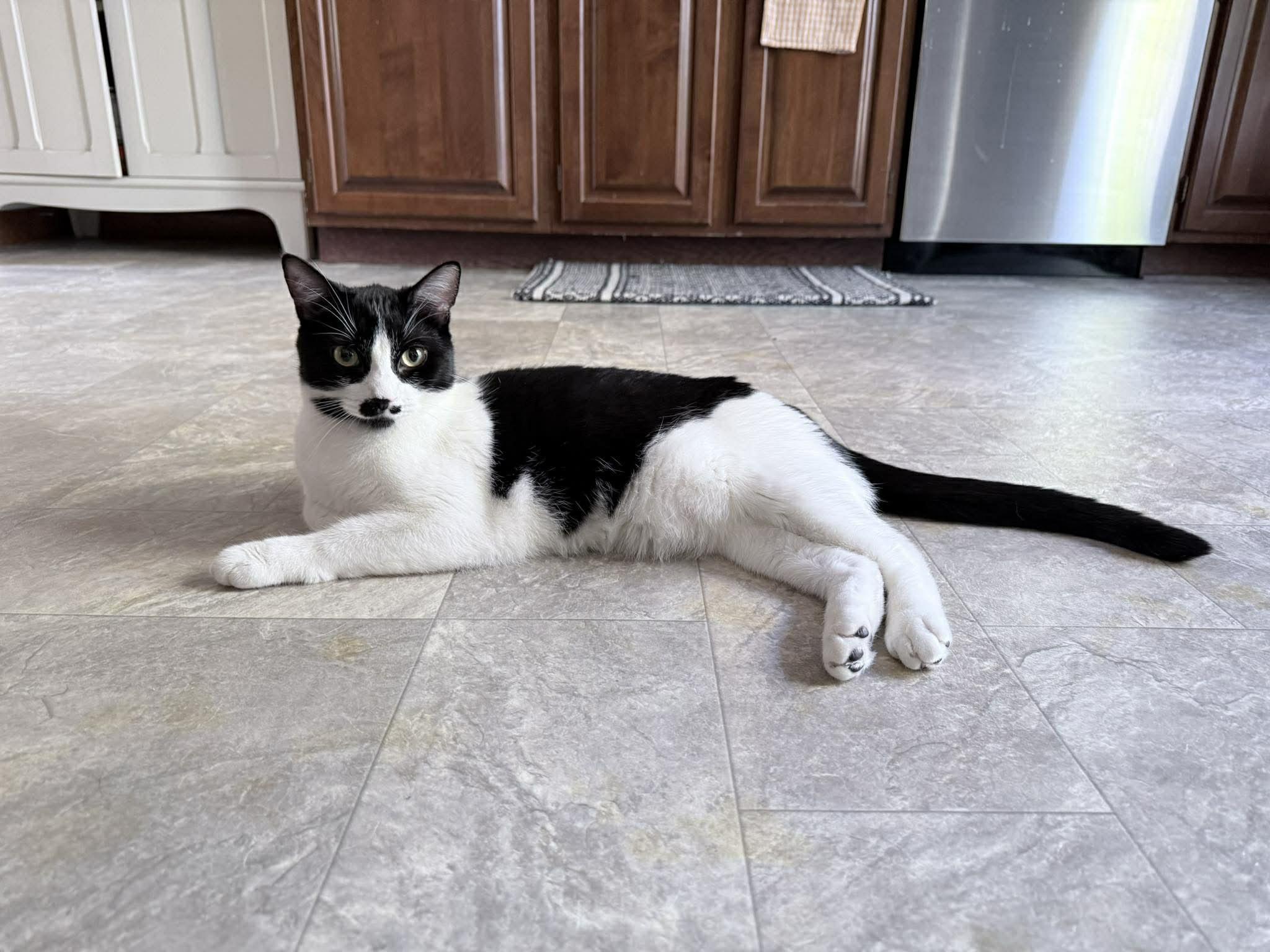 Zelda , ADOPTABLE, Young Female Domestic Short Hair.