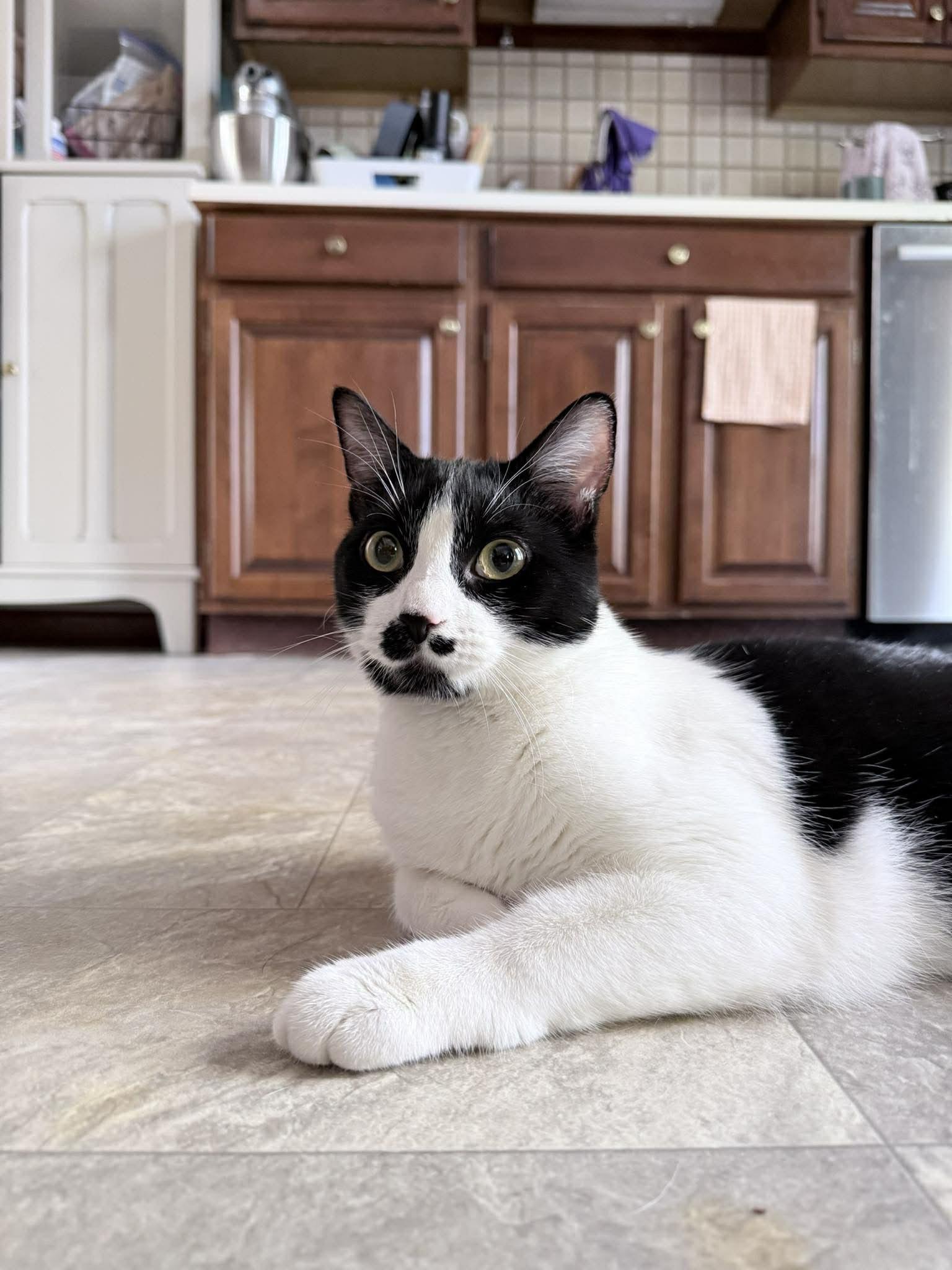 Enlarge Zelda , a ADOPTABLE Domestic Short Hair in Saint Charles, MO image 2/4