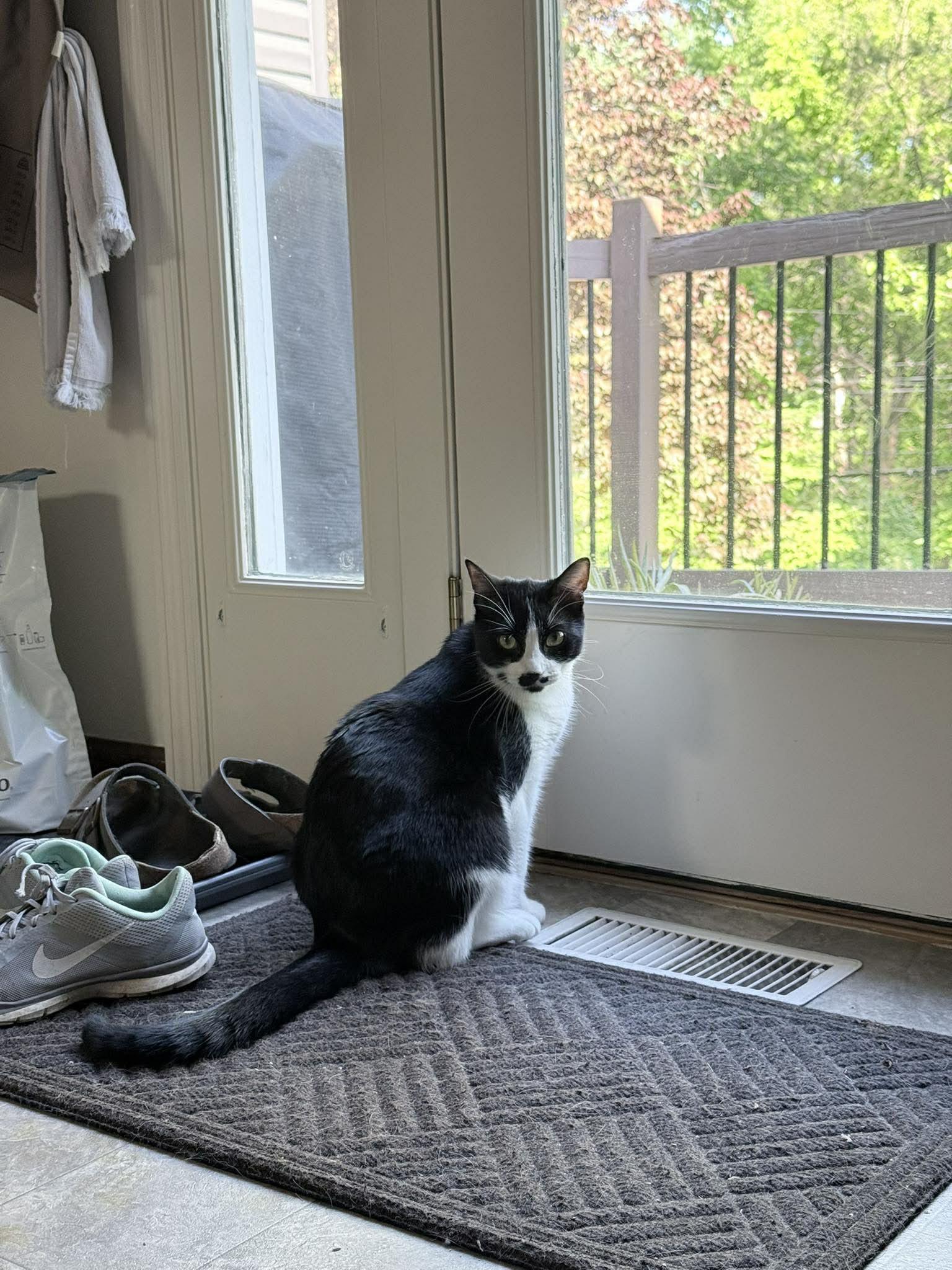 Enlarge Zelda , a ADOPTABLE Domestic Short Hair in Saint Charles, MO image 3/4