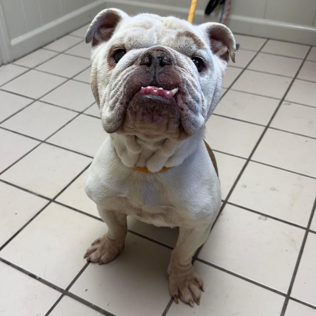Hussle, Adoptable, Adult Male English Bulldog & Mixed Breed.