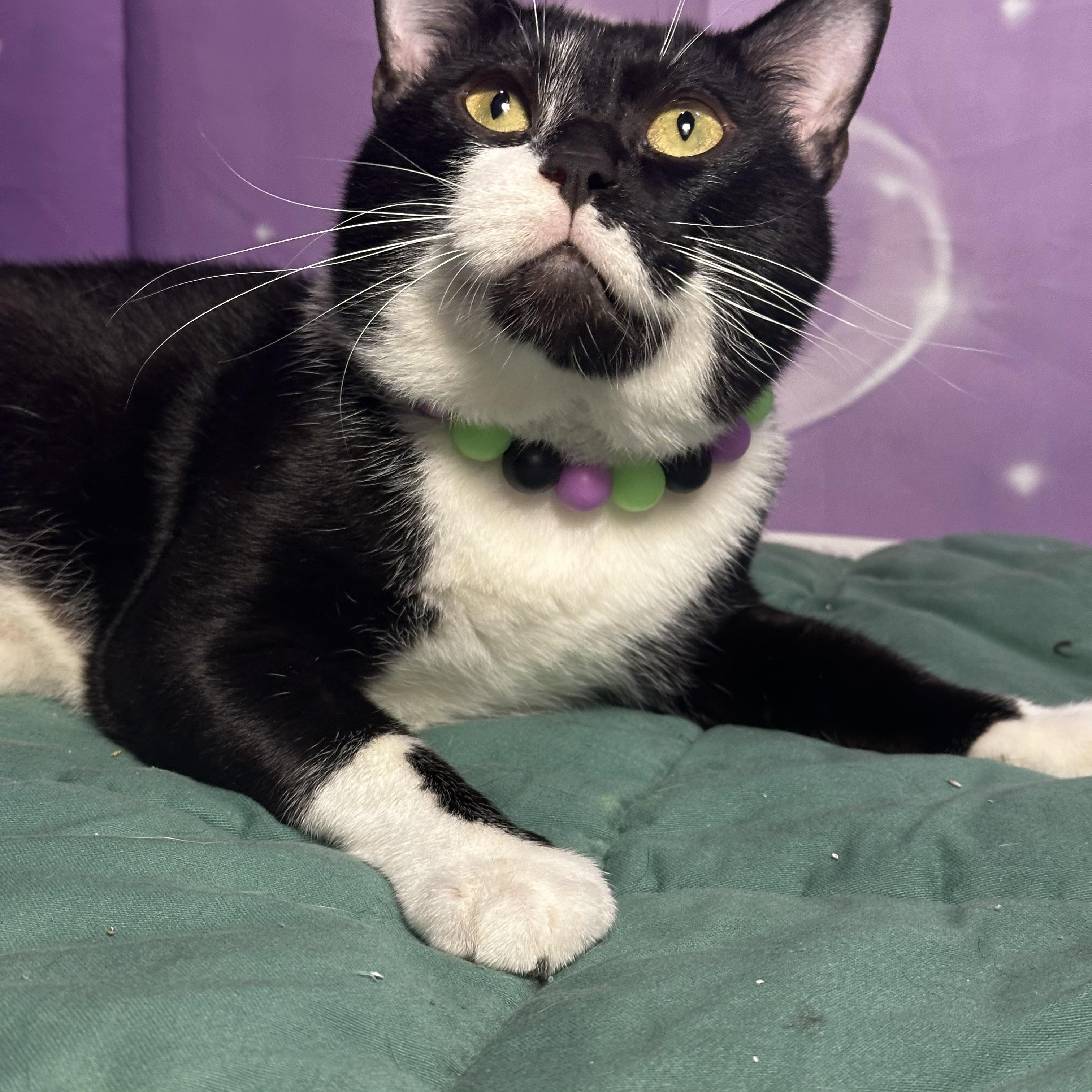 Moses - Kuykendahl/99 Petsmart