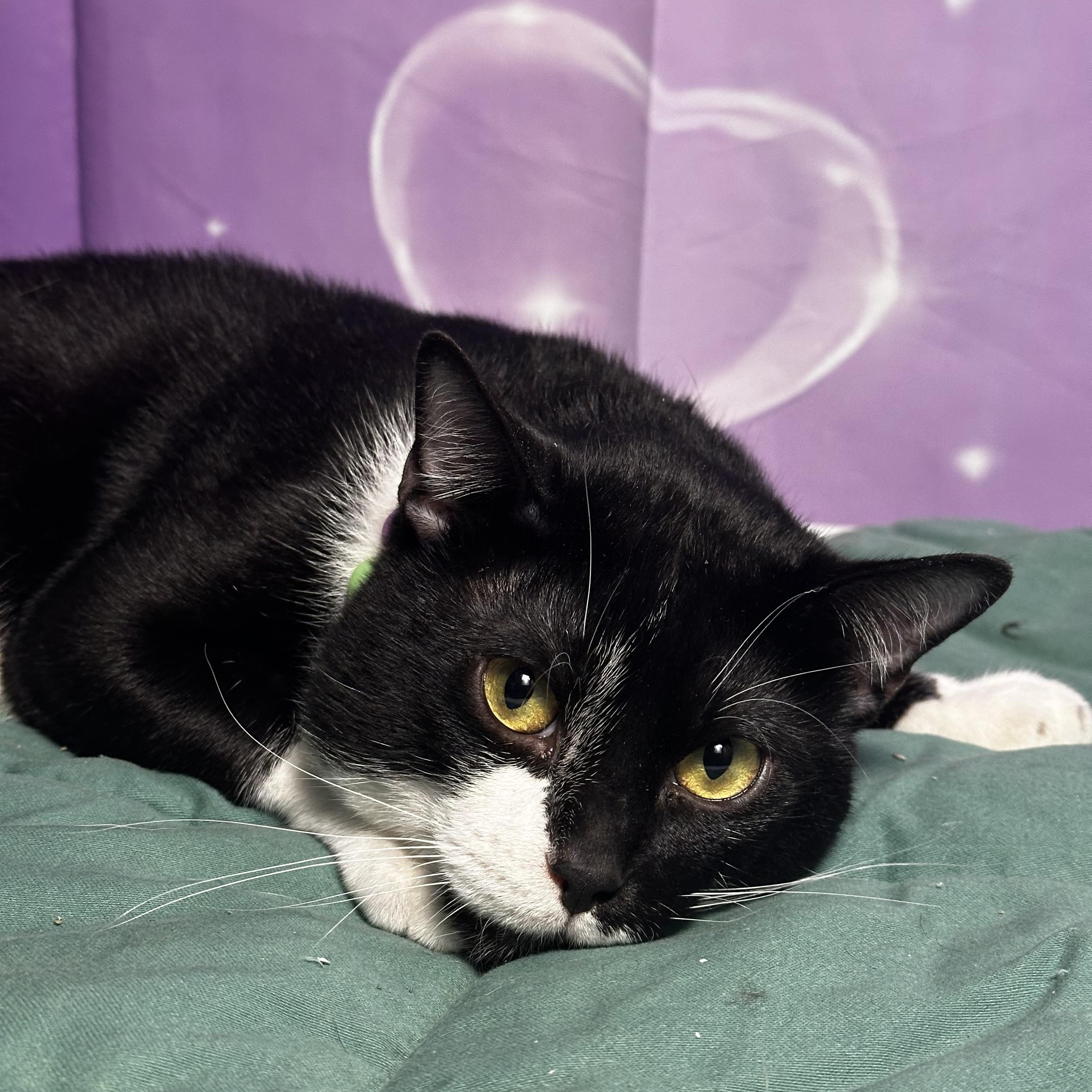 Moses - Kuykendahl/99 Petsmart