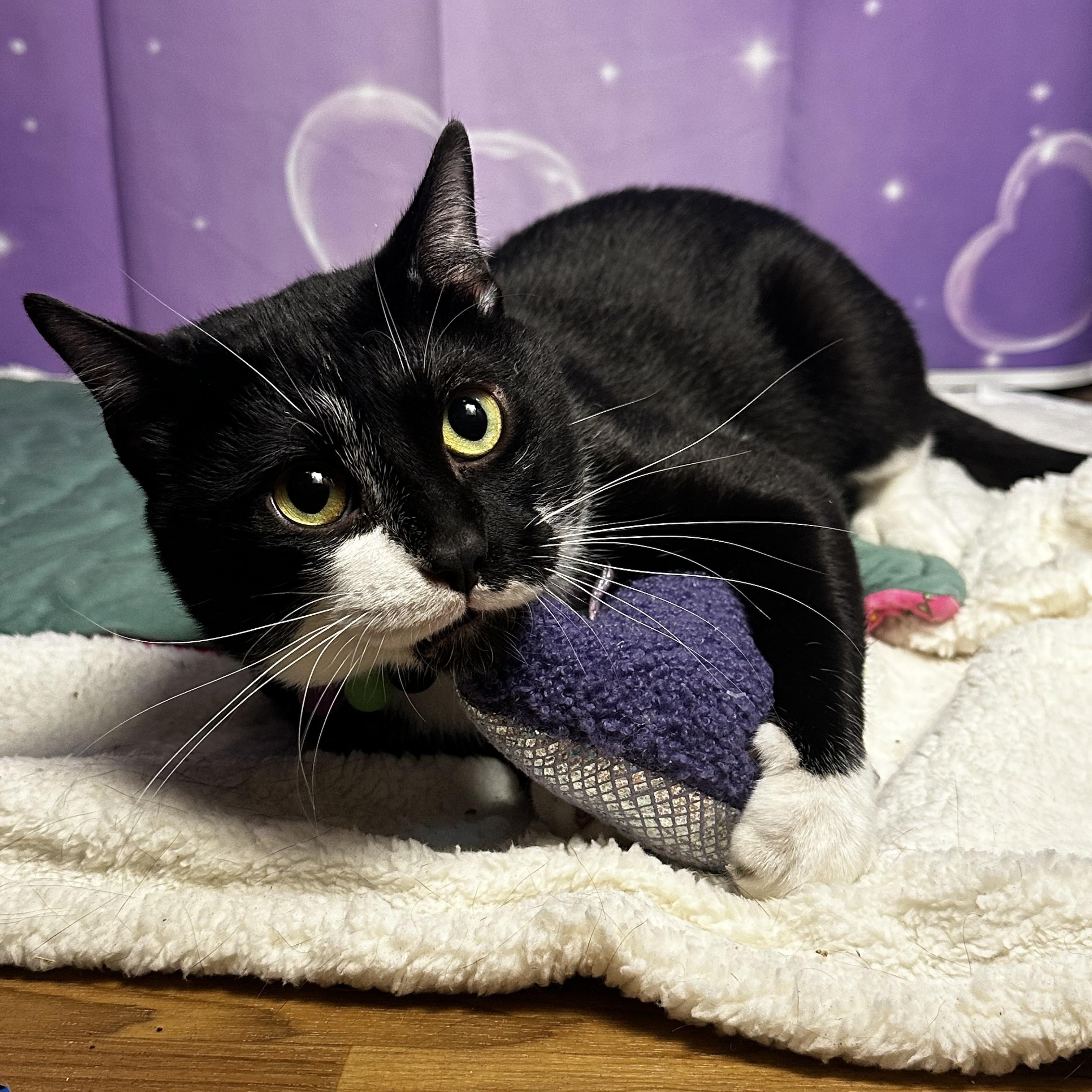 Moses - Kuykendahl/99 Petsmart