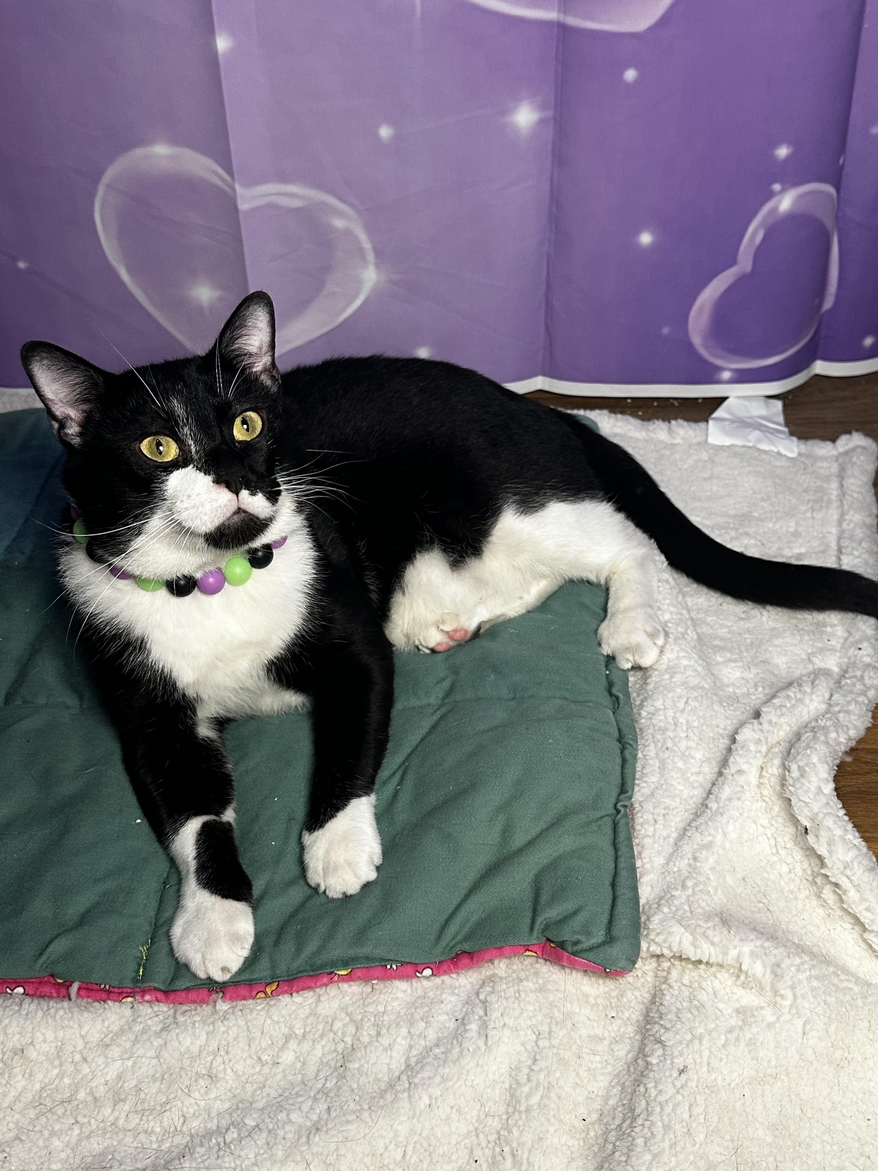Moses - Kuykendahl/99 Petsmart