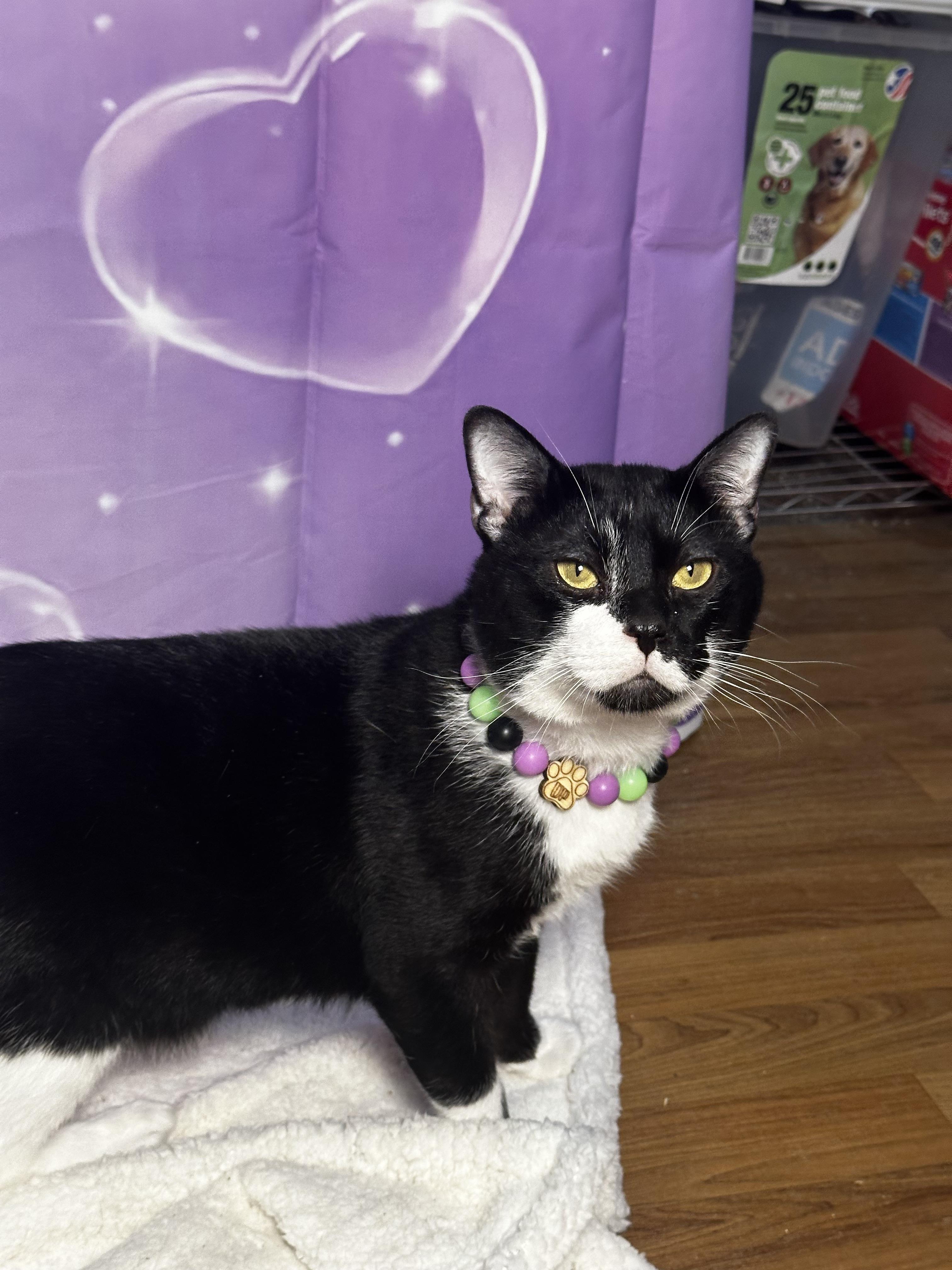 Moses - Kuykendahl/99 Petsmart