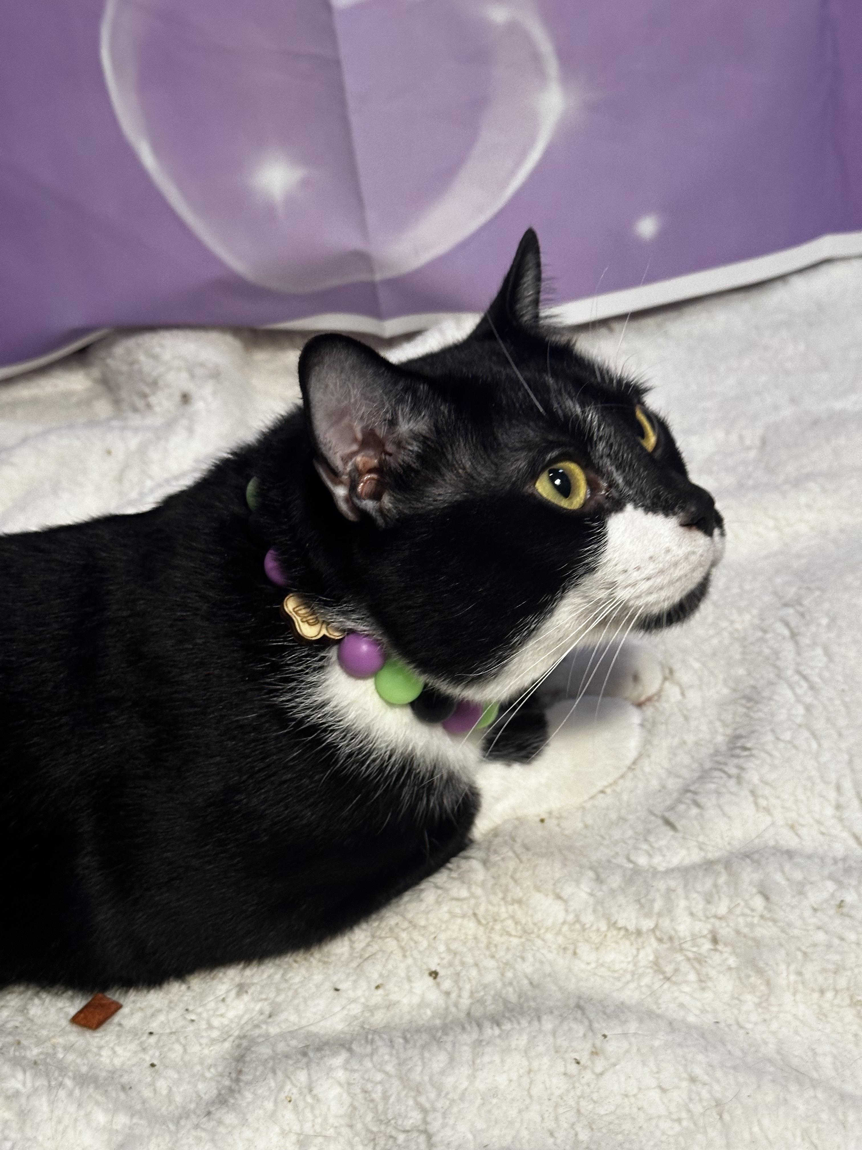 Moses - Kuykendahl/99 Petsmart
