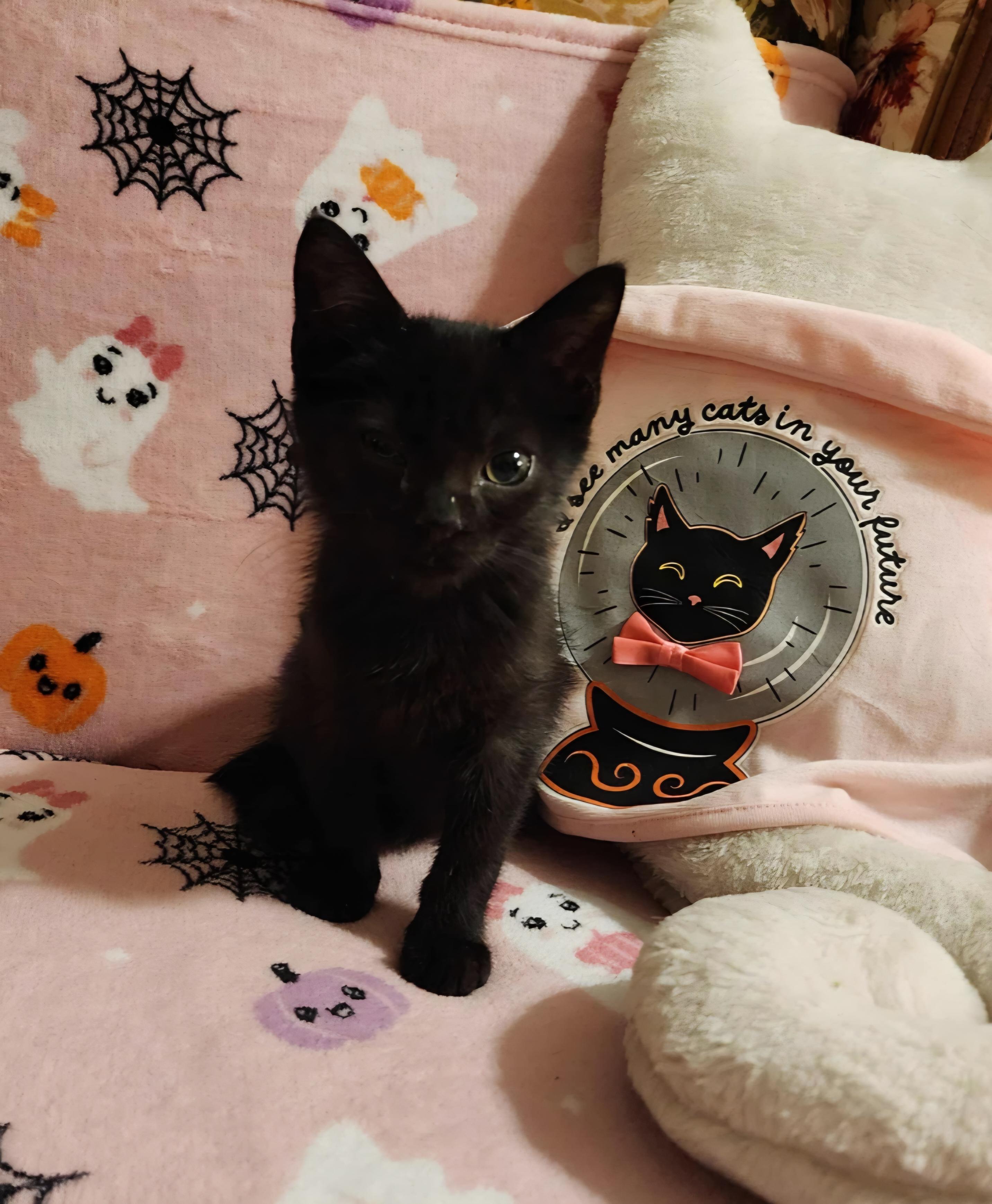 Enlarge Chewy, an adopted Domestic Short Hair in Spring Hill, FL image 1/1