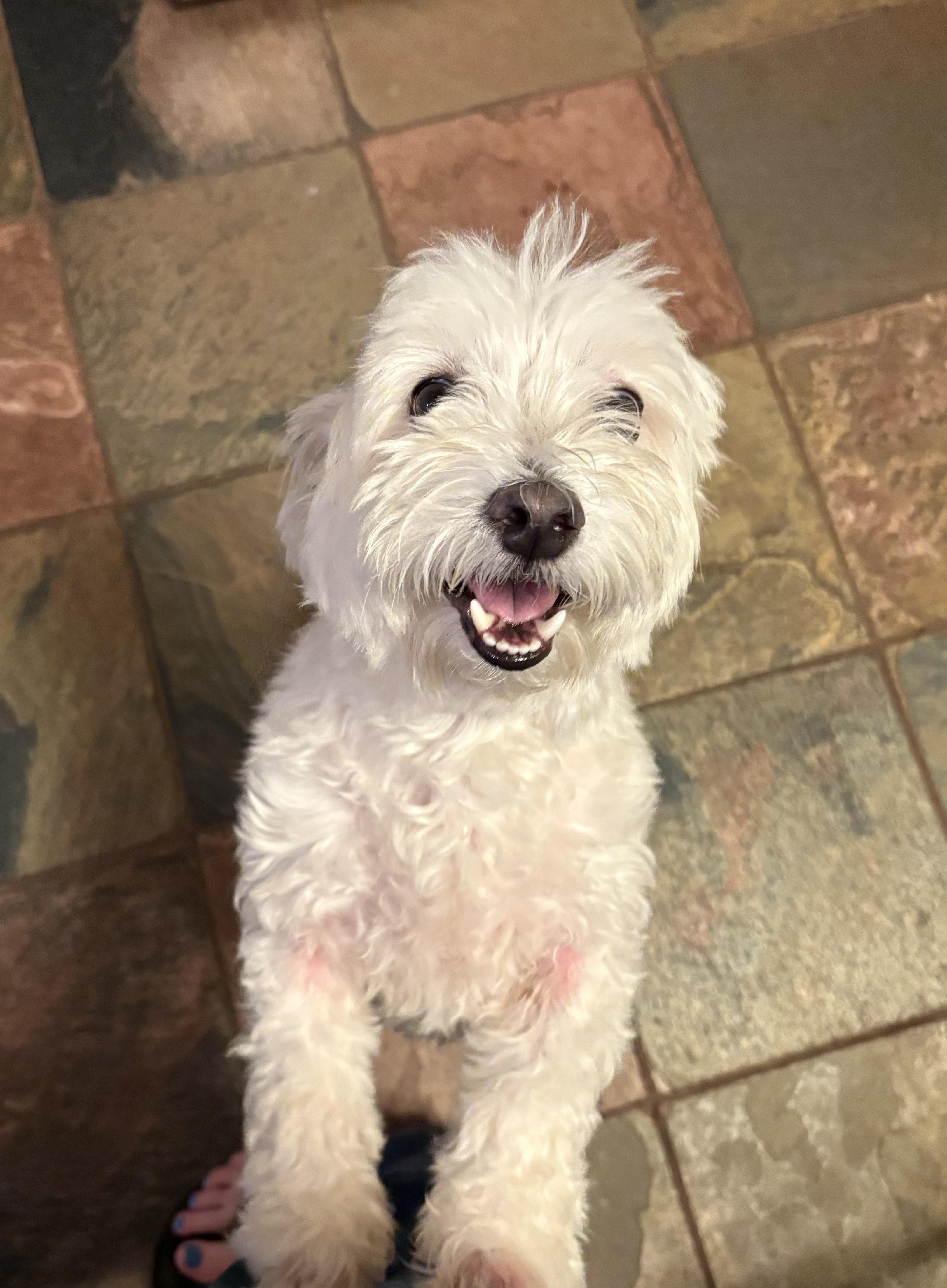 Ben, adoptable, Young Male West Highland White Terrier / Westie & Poodle.