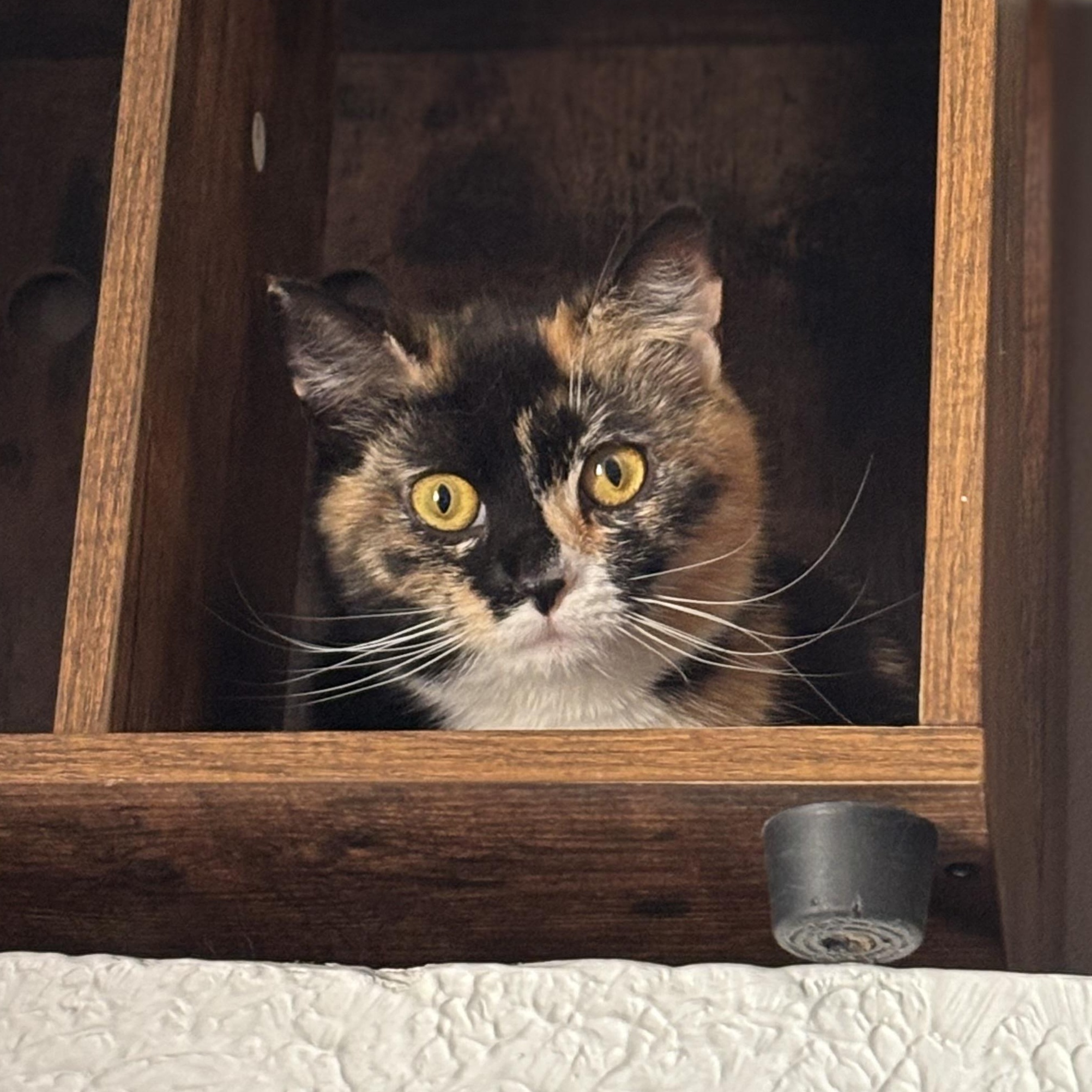 Hanna, a Adoptable Domestic Short Hair in Pittsburgh, PA image 3/5