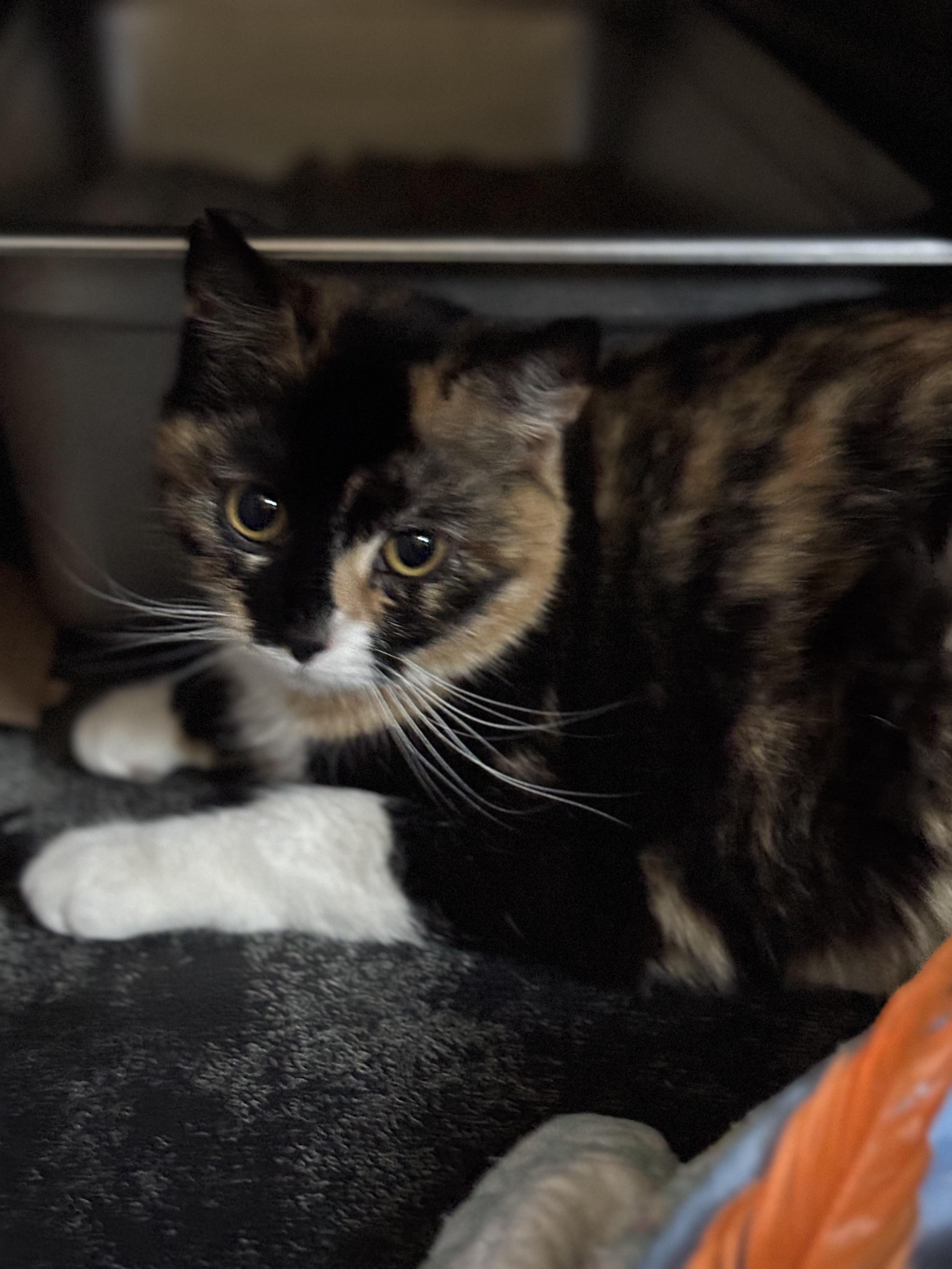 Hanna, a Adoptable Domestic Short Hair in Pittsburgh, PA image 4/5