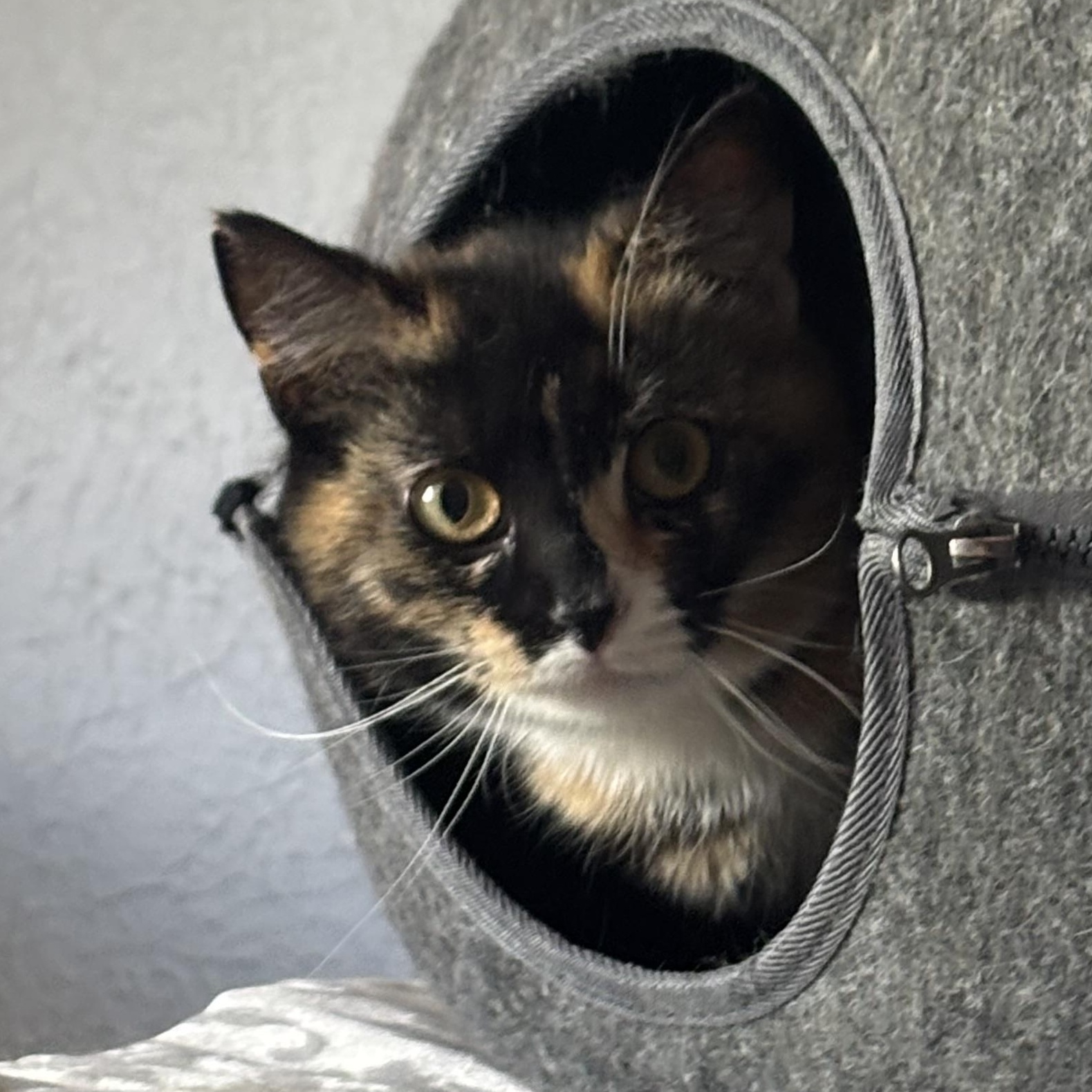 Hanna, a Adoptable Domestic Short Hair in Pittsburgh, PA image 2/5