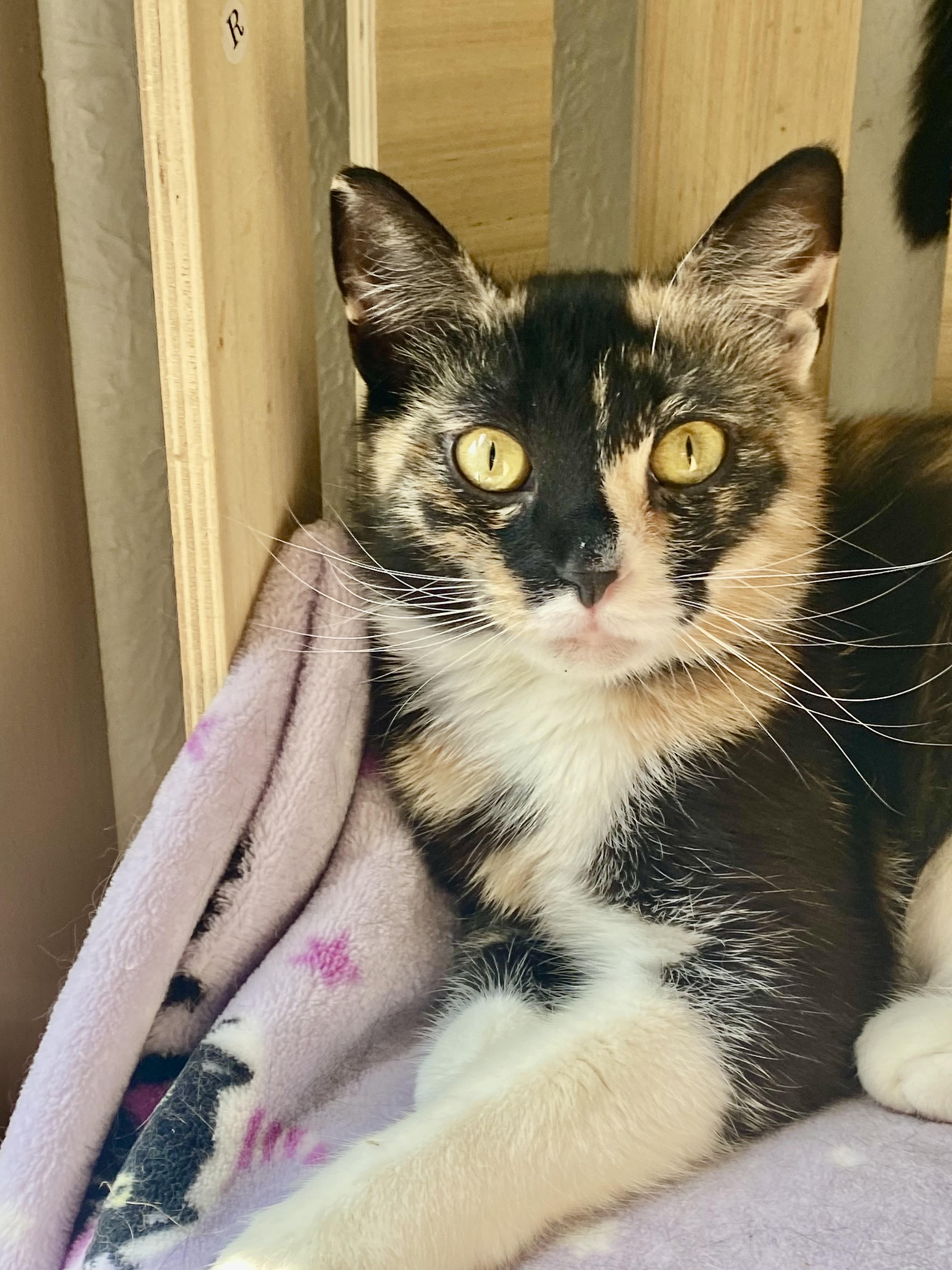 Hanna, Adoptable, Young Female Domestic Short Hair.
