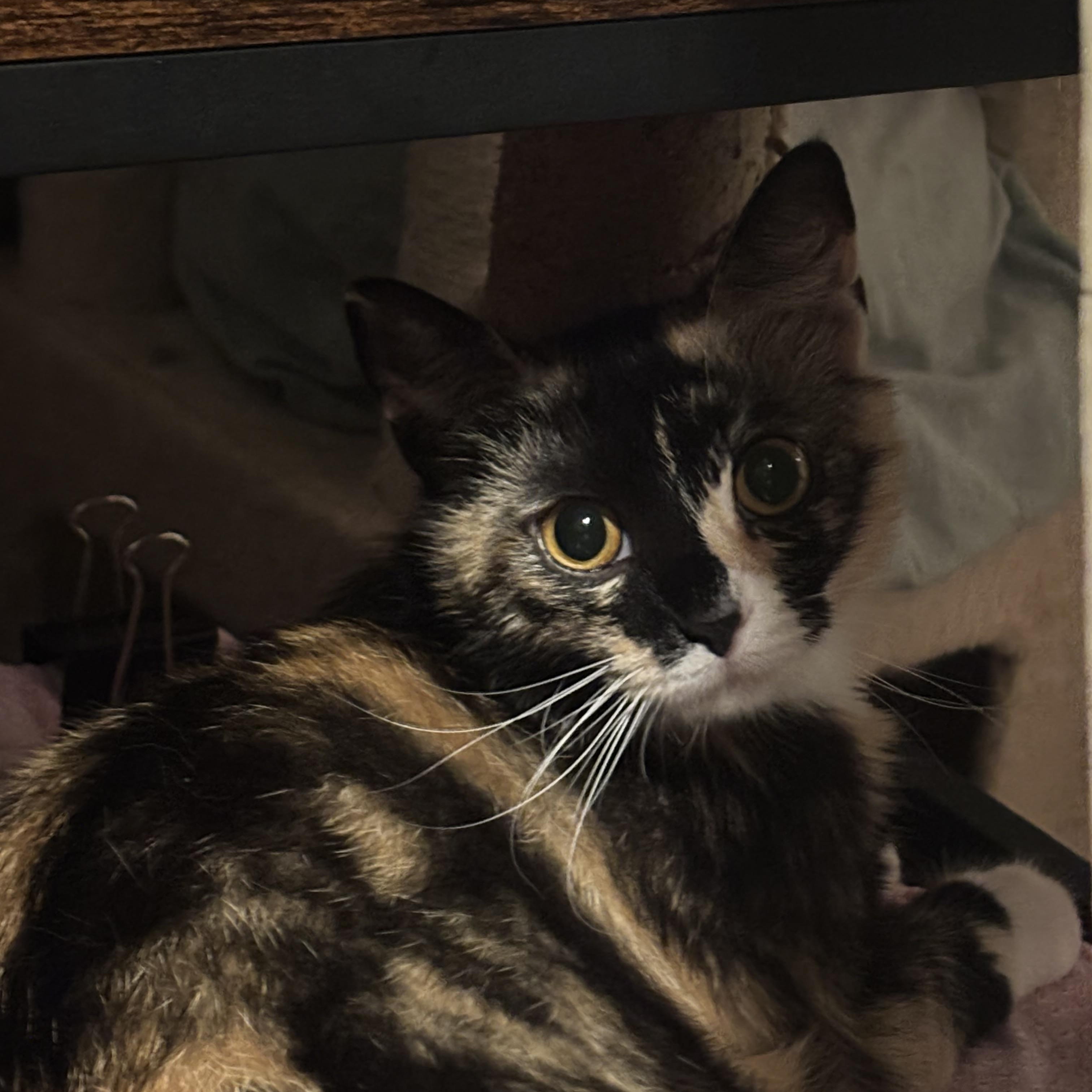 Hanna, a Adoptable Domestic Short Hair in Pittsburgh, PA image 5/5