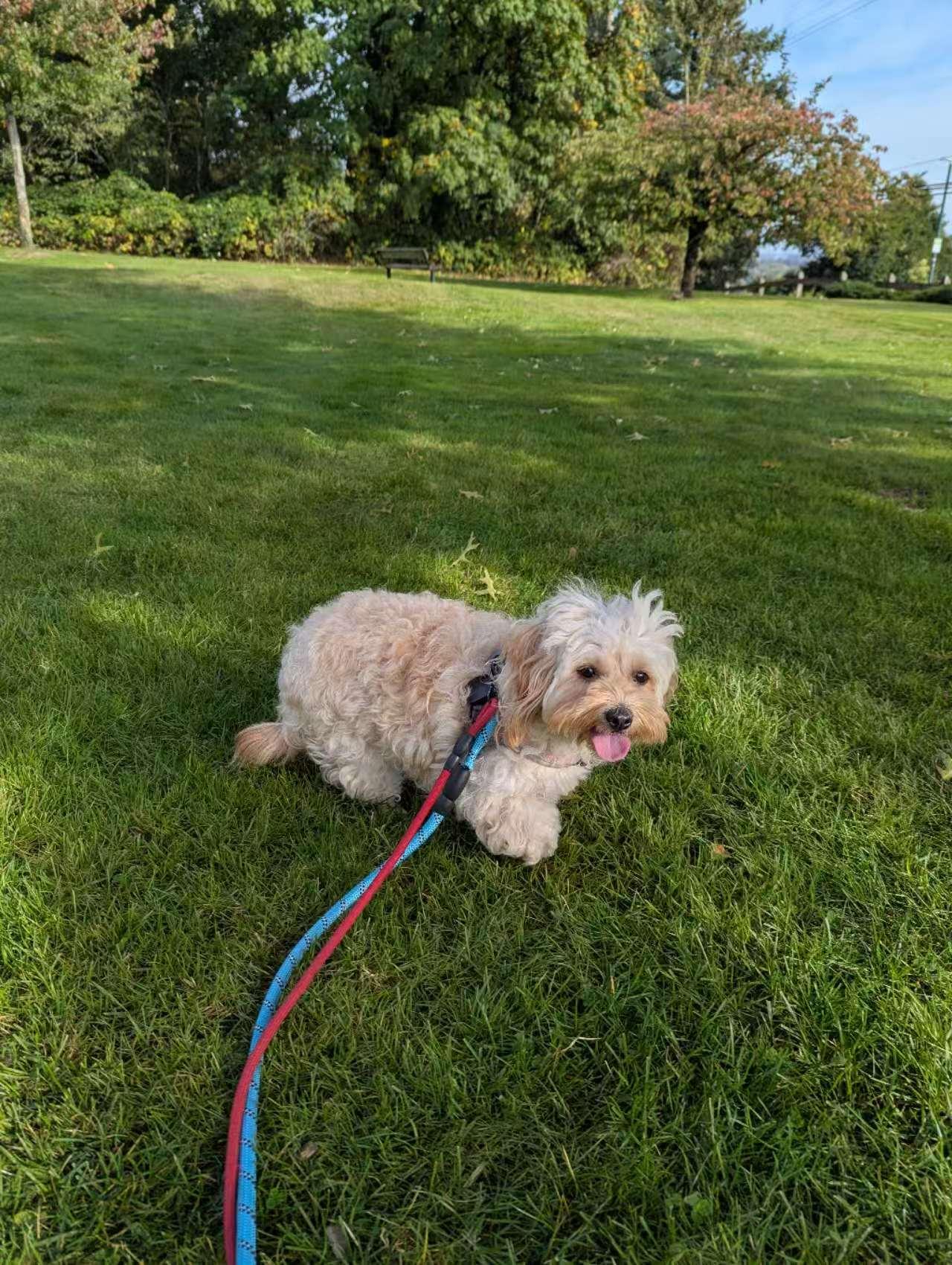 Enlarge Pearl, an adopted mixed breed in Vancouver, BC image 4/5