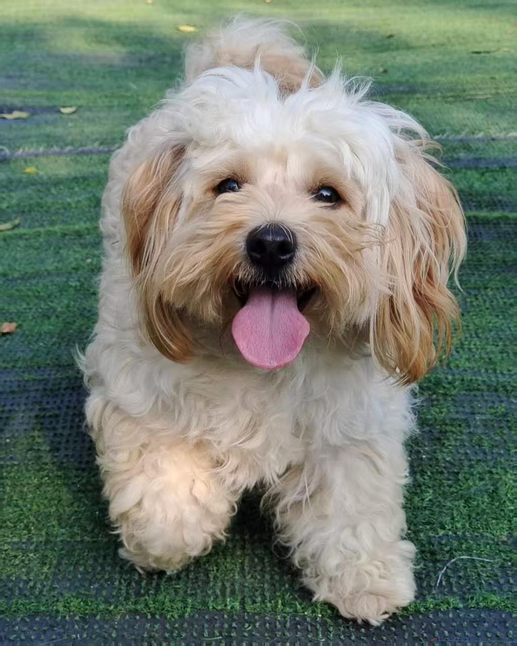 Pearl, adopted, Young Female Poodle (Toy).