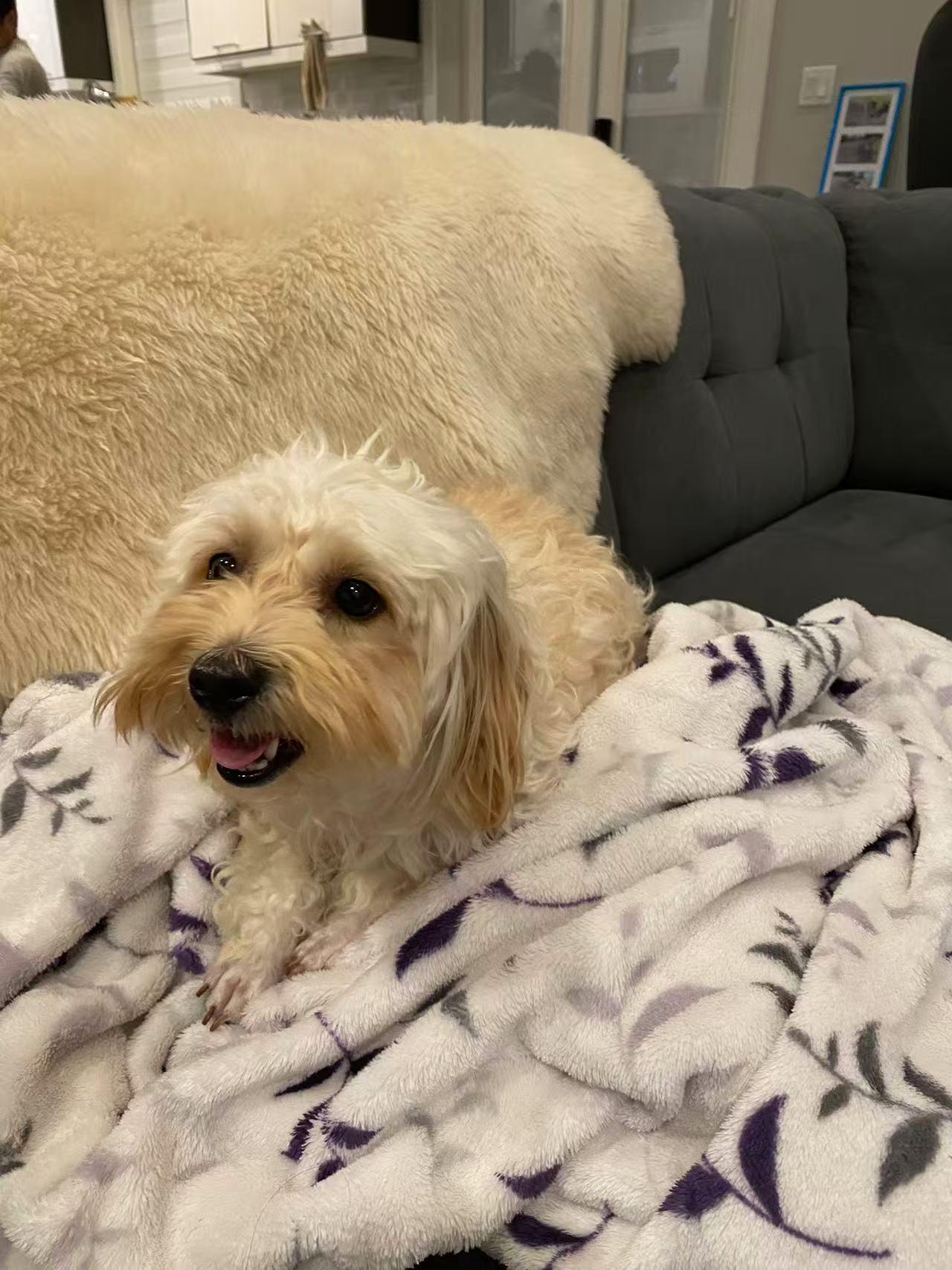 Enlarge Pearl, an adopted mixed breed in Vancouver, BC image 5/5