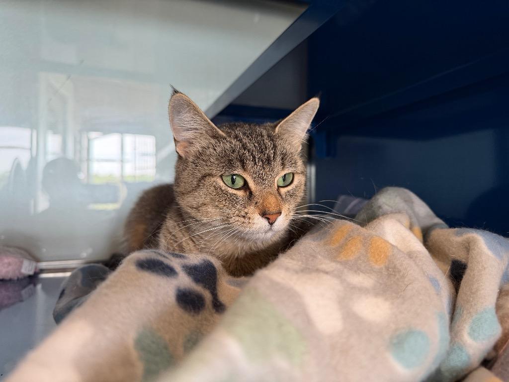 Enlarge P0 Pergo, a Adoptable mixed breed in Ashland, WI image 4/6